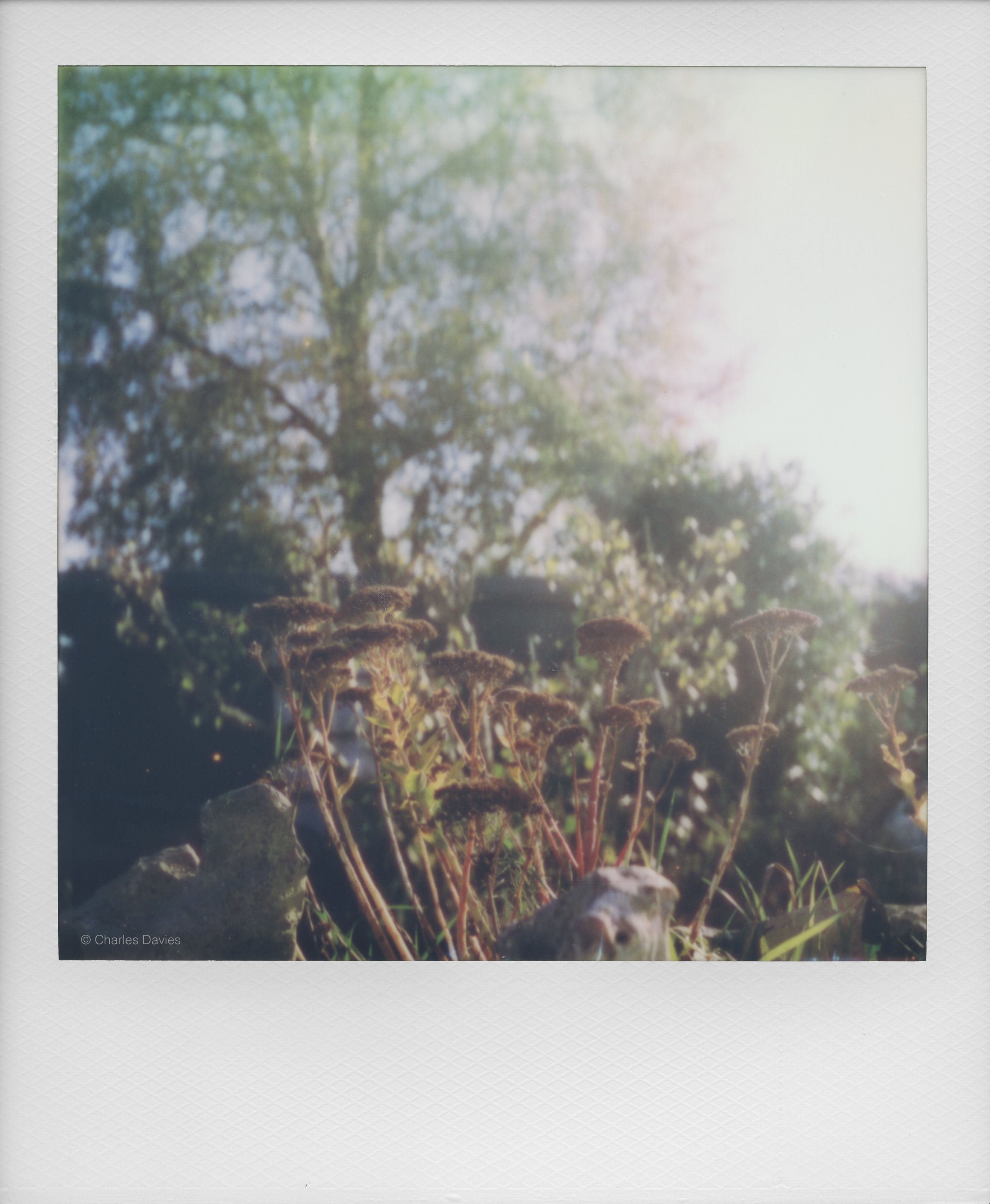 63 - 2022 - Polaroid SX-70.jpg