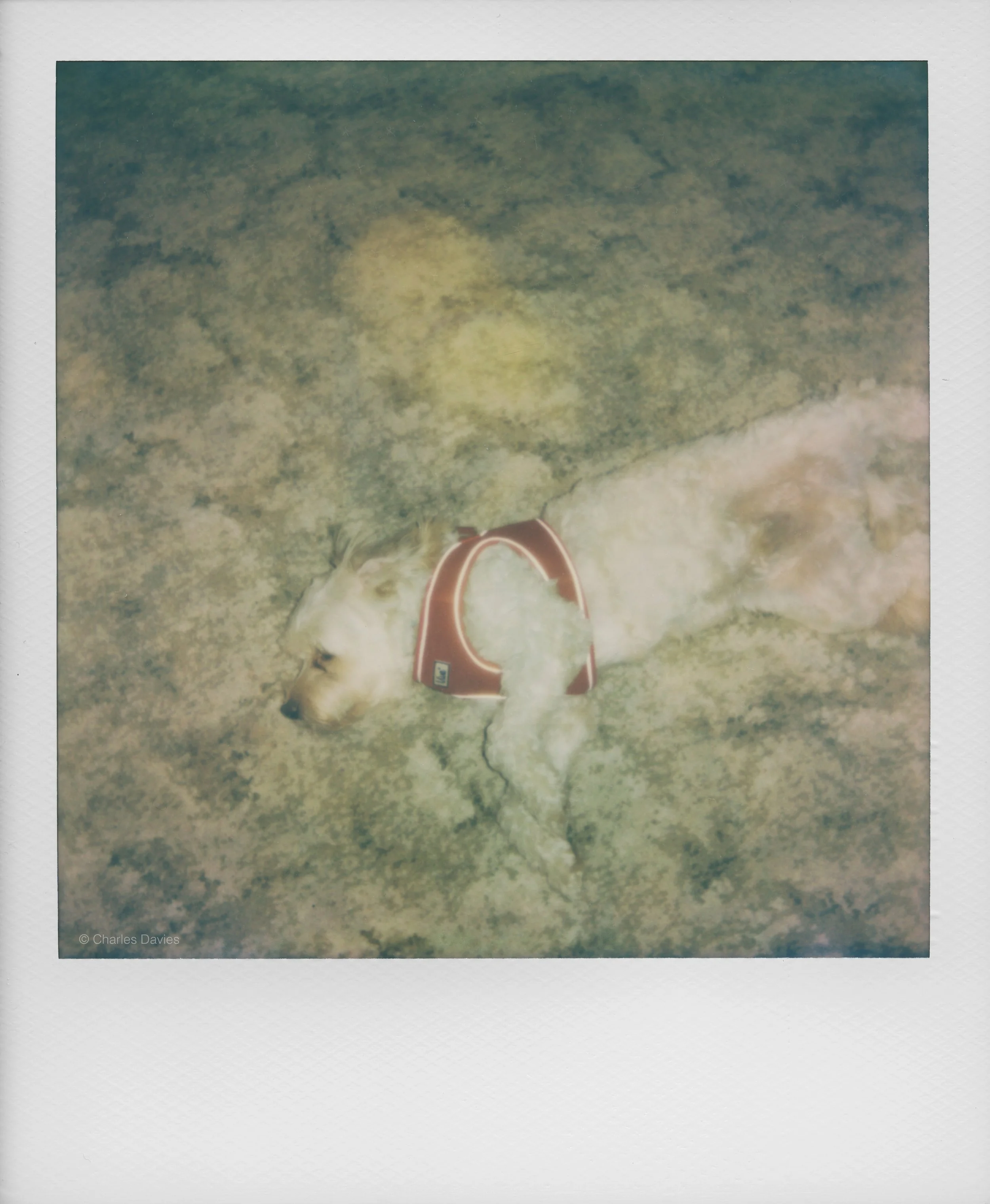 71 - 2022 - Polaroid Now.jpg