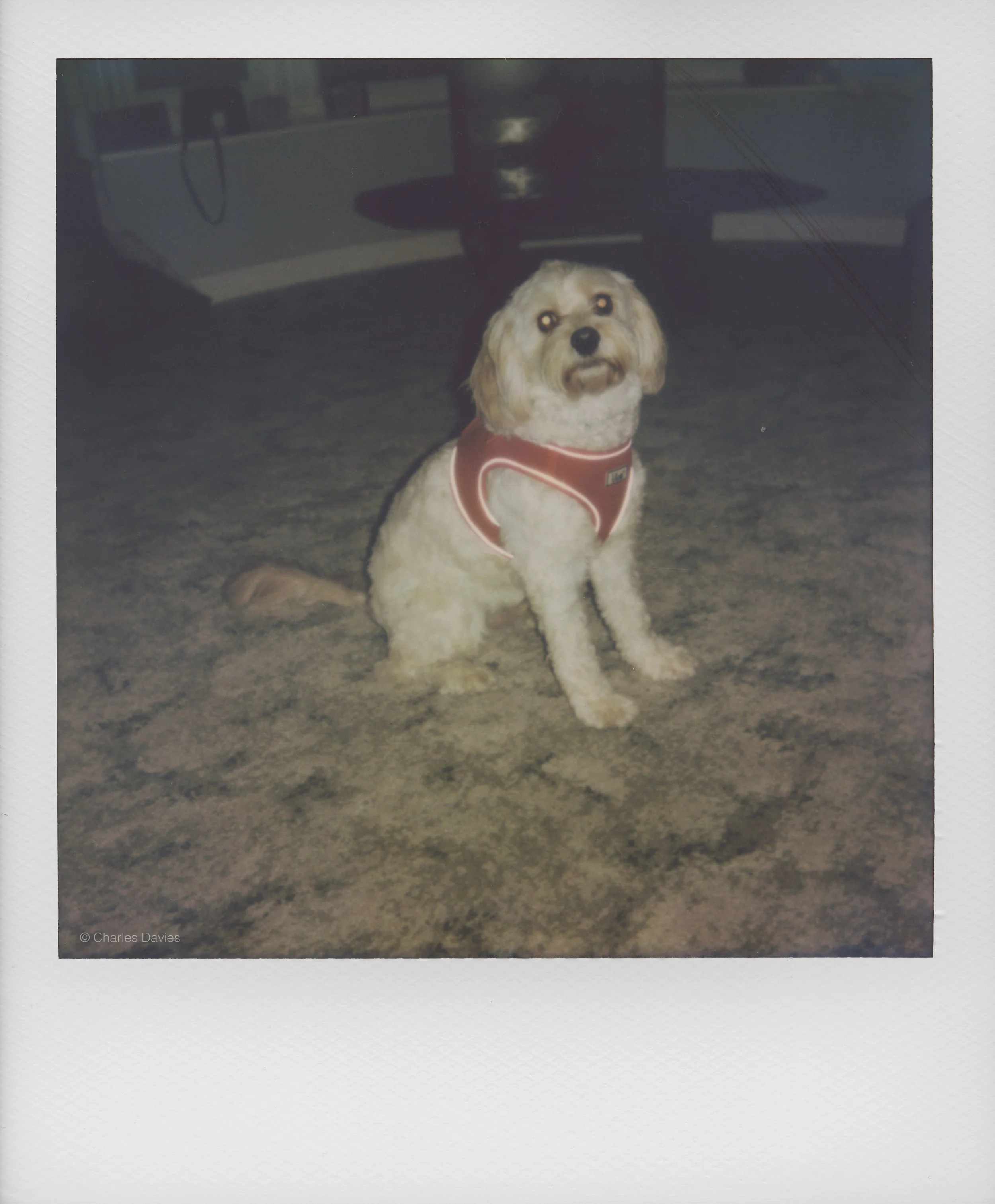 72 - 2022 - Polaroid Now.jpg