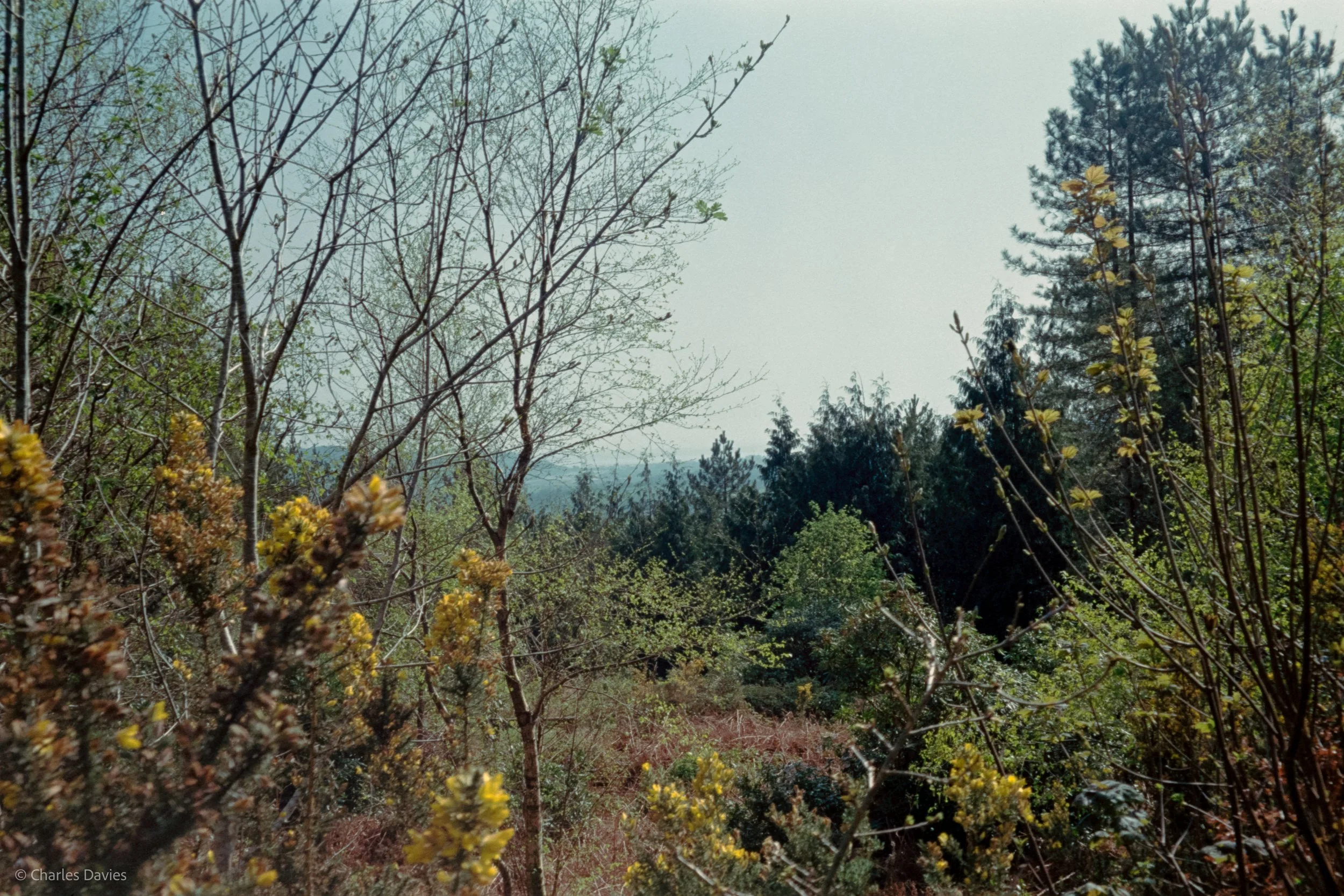 Shot 24 - Auto - Shute woods 