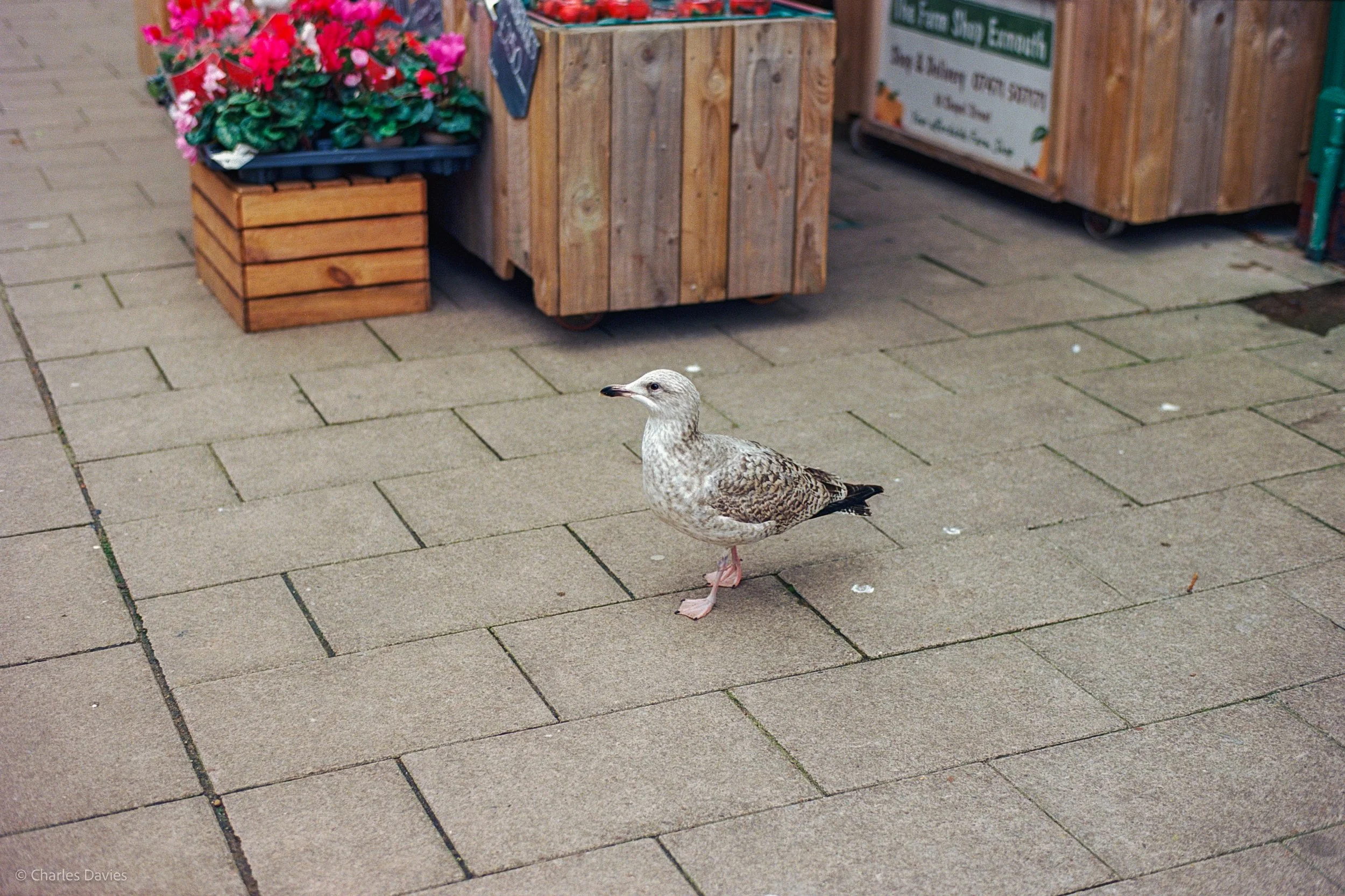 Roll 22 - 2025 - Europe - United Kingdom - Exmouth - Kodak Ektar 100 - Contax RTS - 35mm - Film - Colour