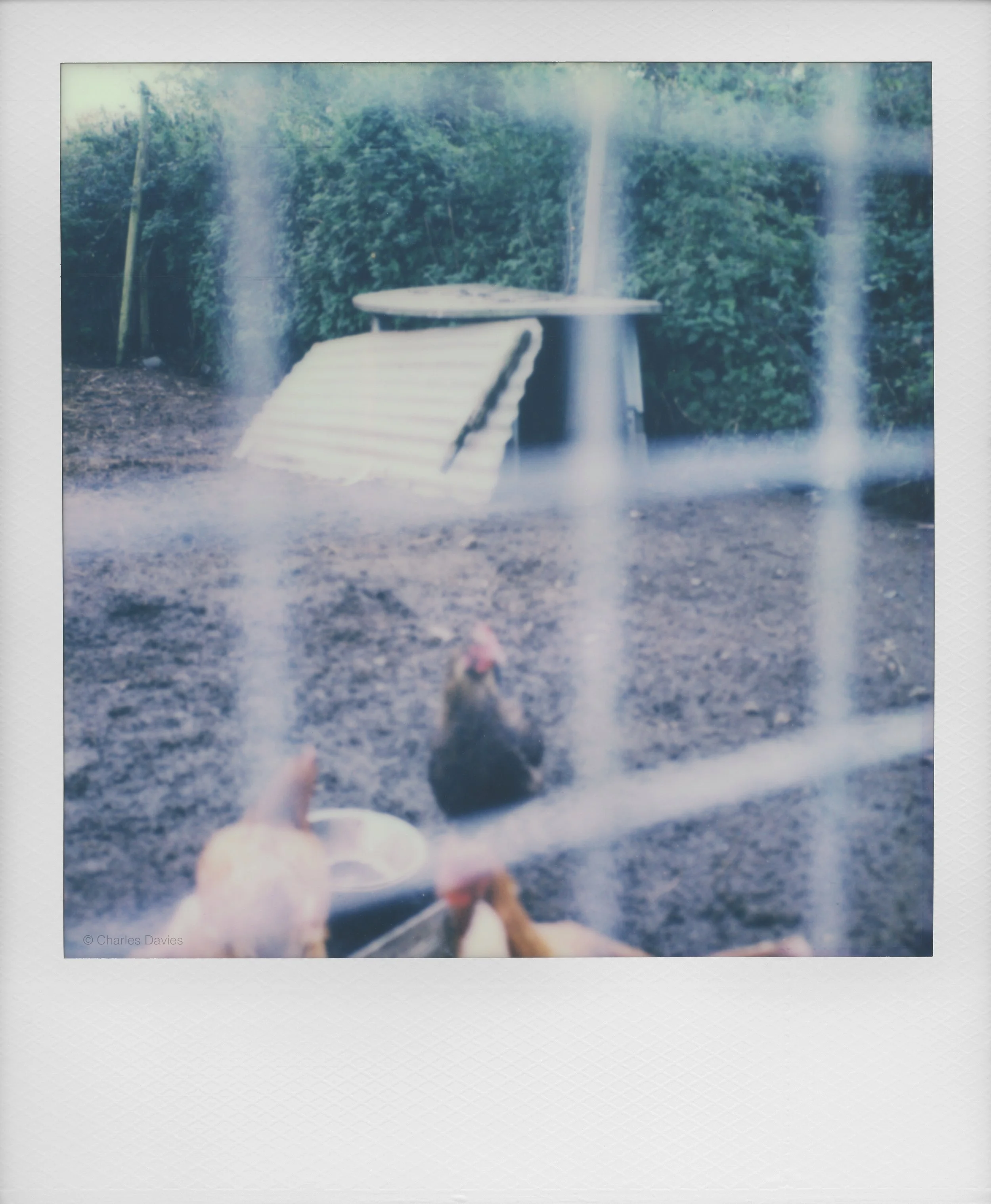 48 - 2022 - Polaroid SX-70.jpg