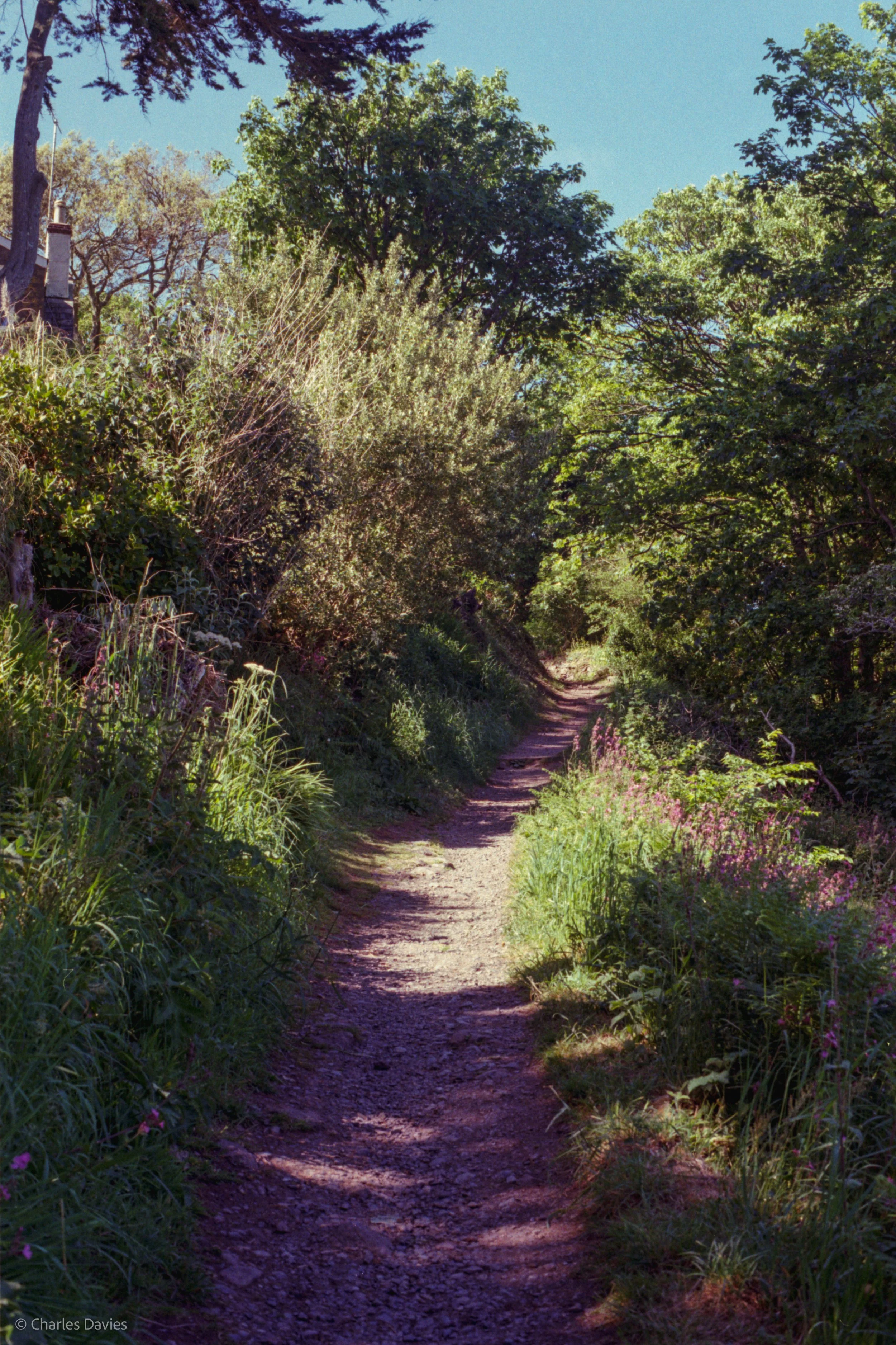 Roll 36 - 2025 - Europe - United Kingdom - Cadgwith - Kodak Pro Image 100 - Contax RTS - 35mm - Film - Colour