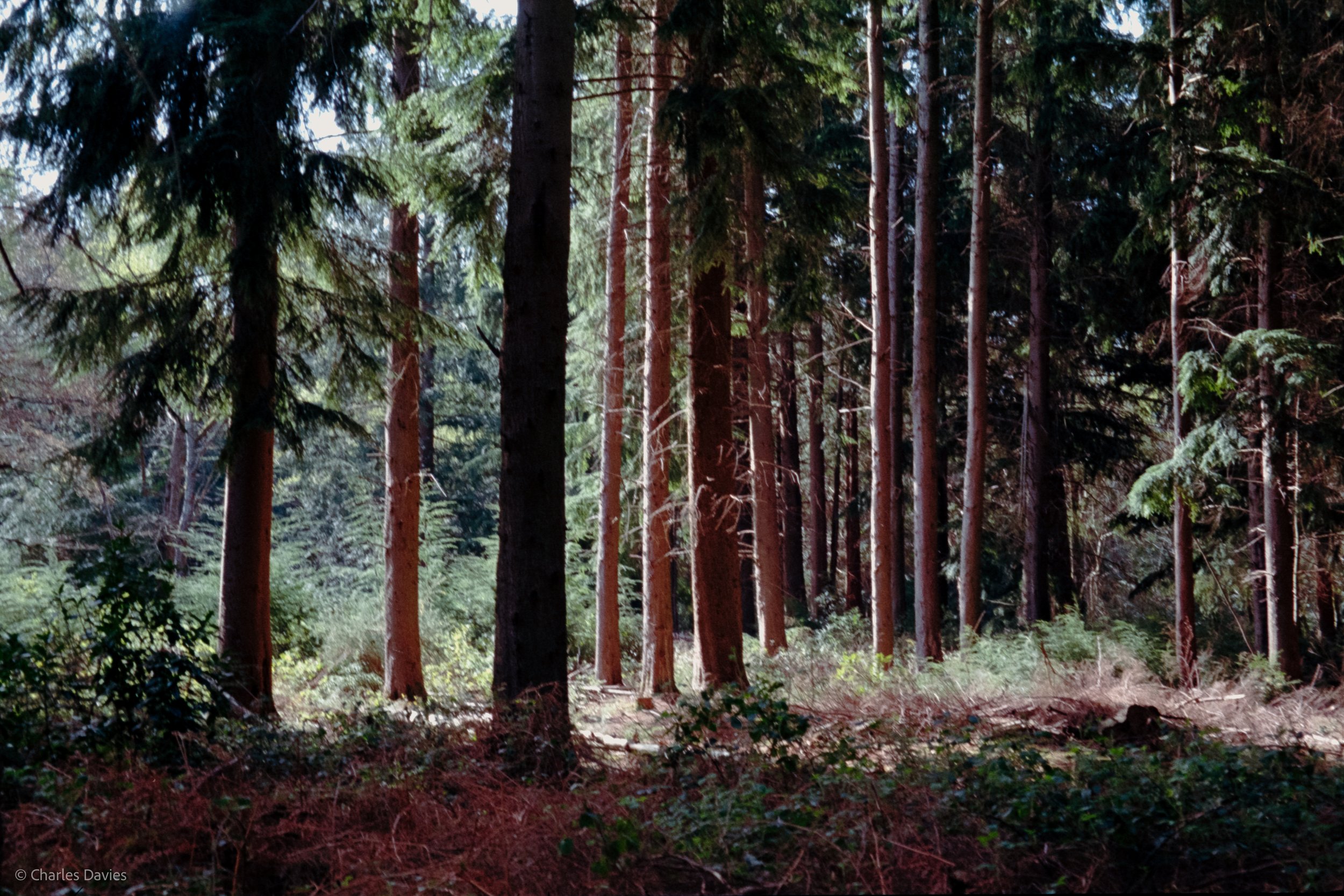 Shot 26 - Auto - Shute woods 