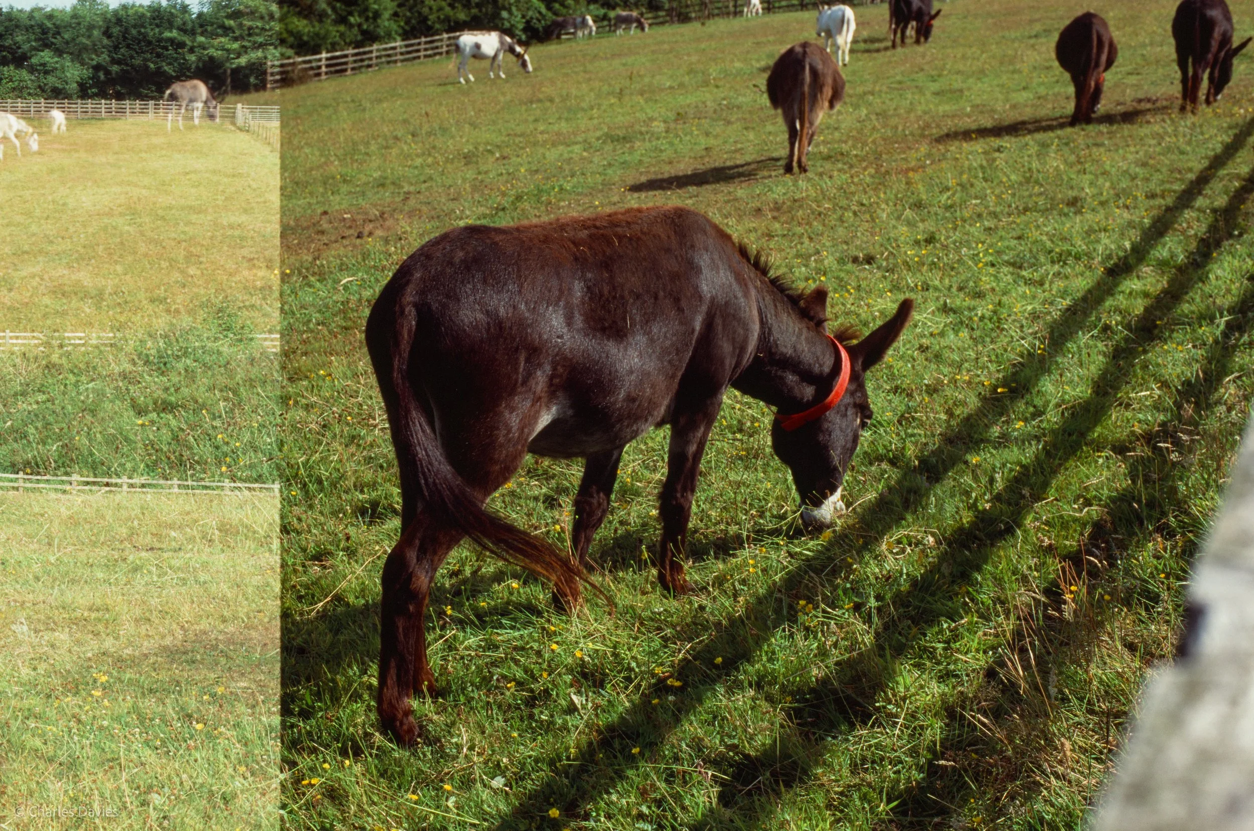 Roll 41 - 2025 - Europe - United Kingdom - The Donkey Sanctuary - Fujifilm Velvia 100 - Contax RTS - 35mm - Film - Colour - Colour Reversal/Slide Film
