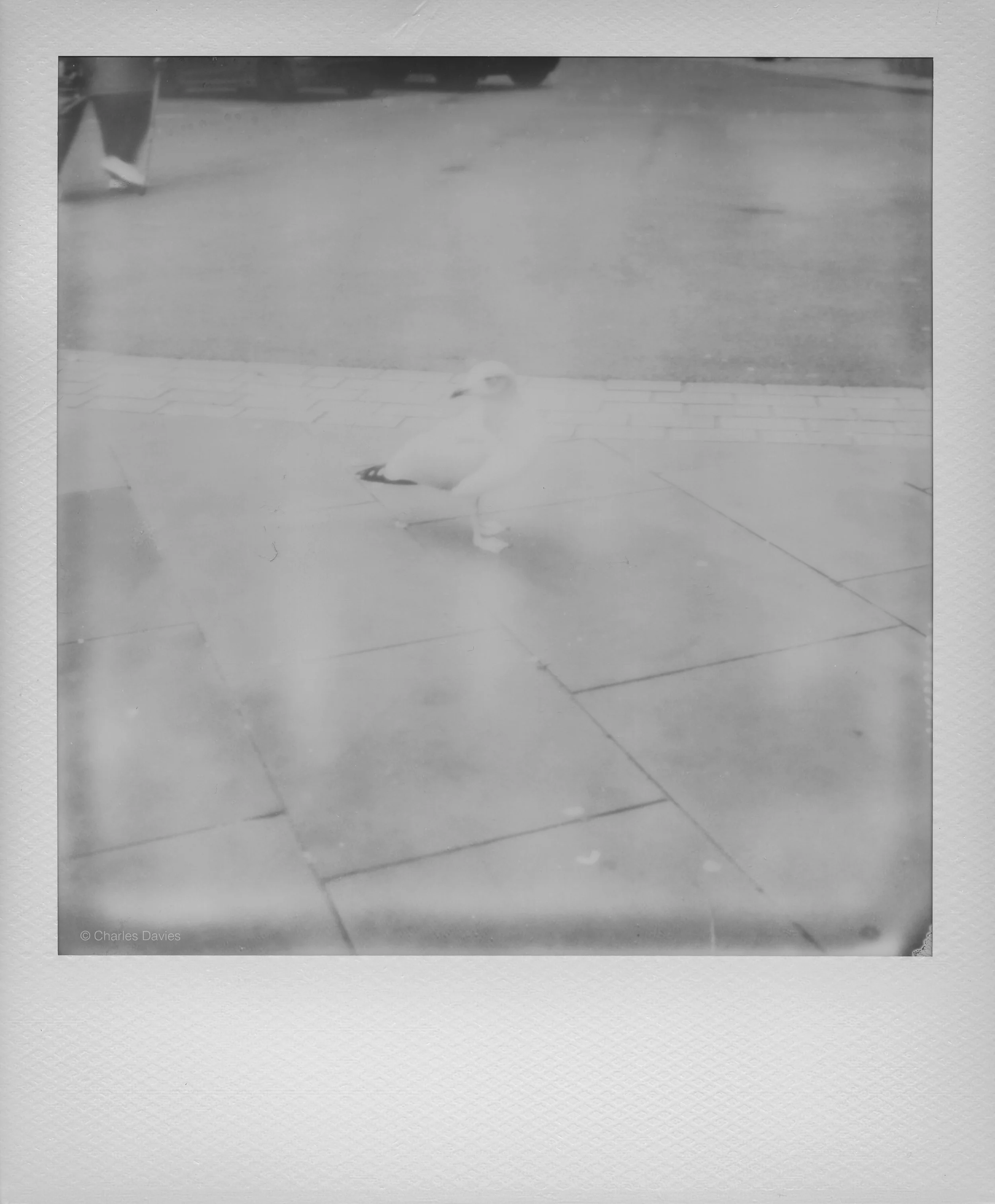 105 - 2022 - Polaroid SX-70.jpg