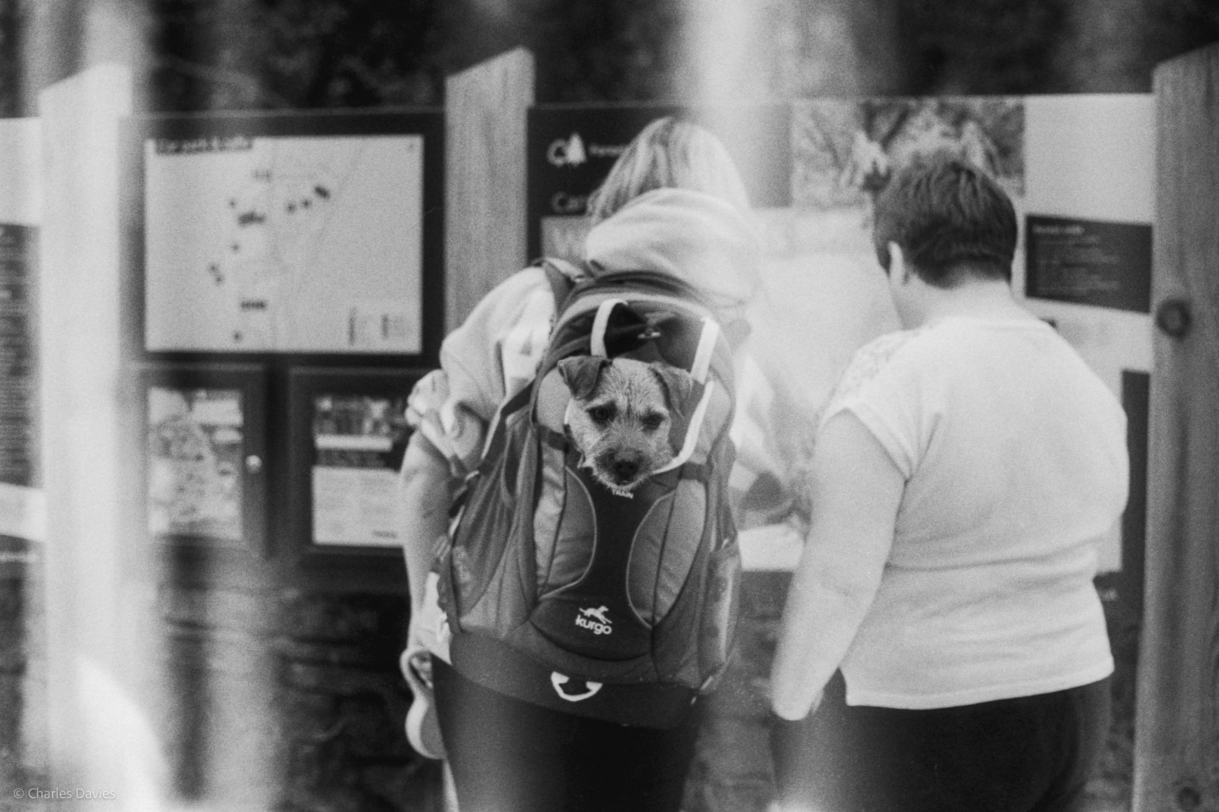 Roll 31 - 2025 - Europe - United Kingdom - Cardinham - Fomapan 400 - Contax RTS - 35mm - Film - B&W
