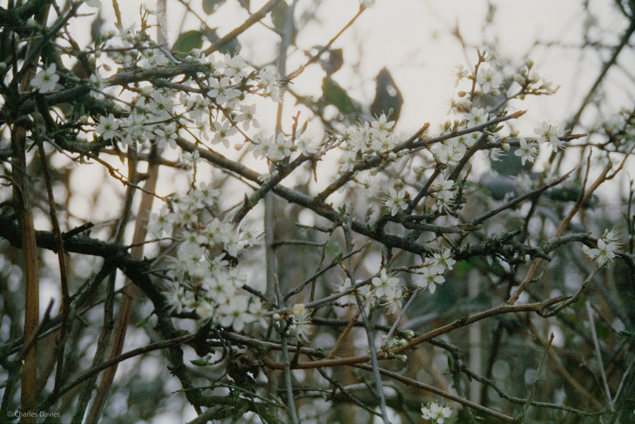 Shot 31 - Auto - Home 