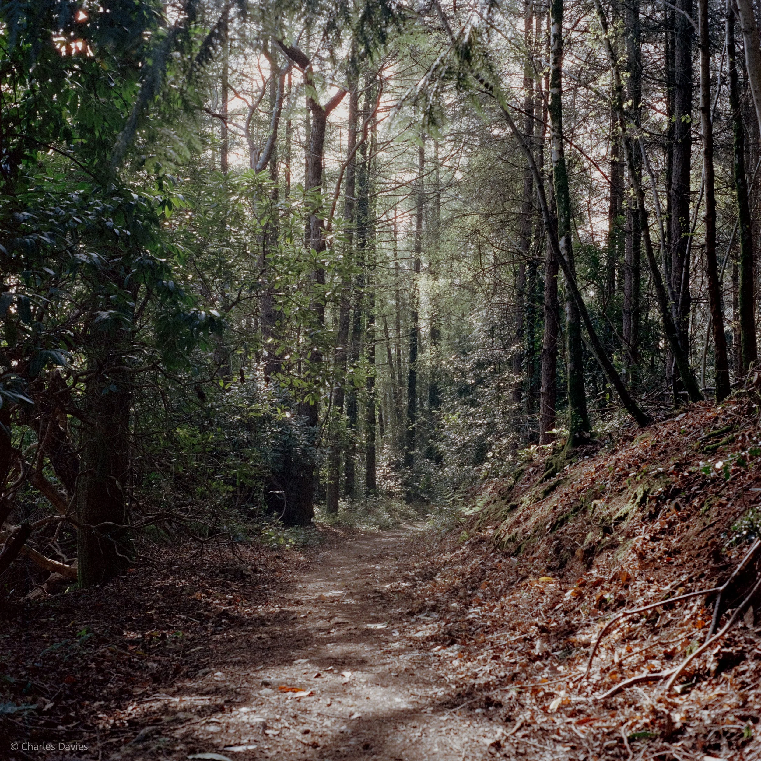 Shot 8 - F/11 + 1/125th - Shute Woods 