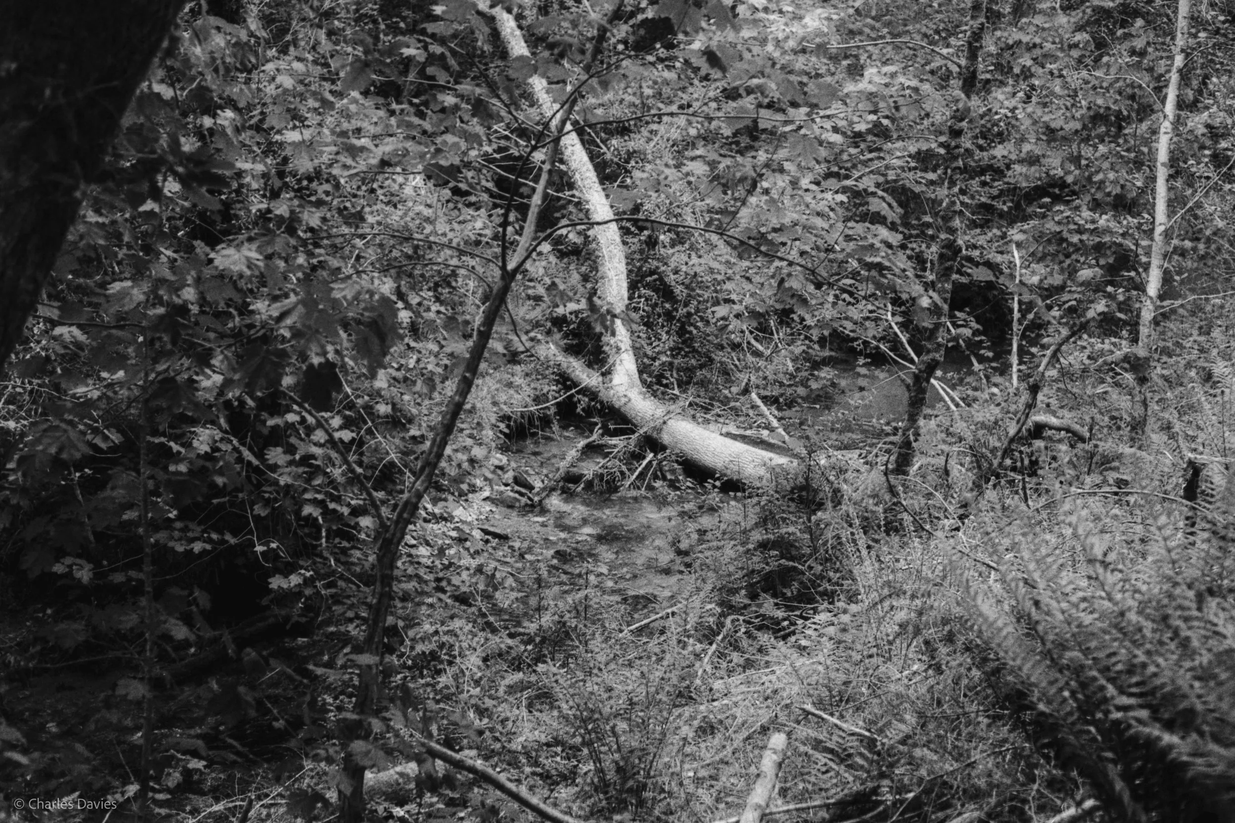 Roll 31 - 2025 - Europe - United Kingdom - Cardinham - Fomapan 400 - Contax RTS - 35mm - Film - B&W
