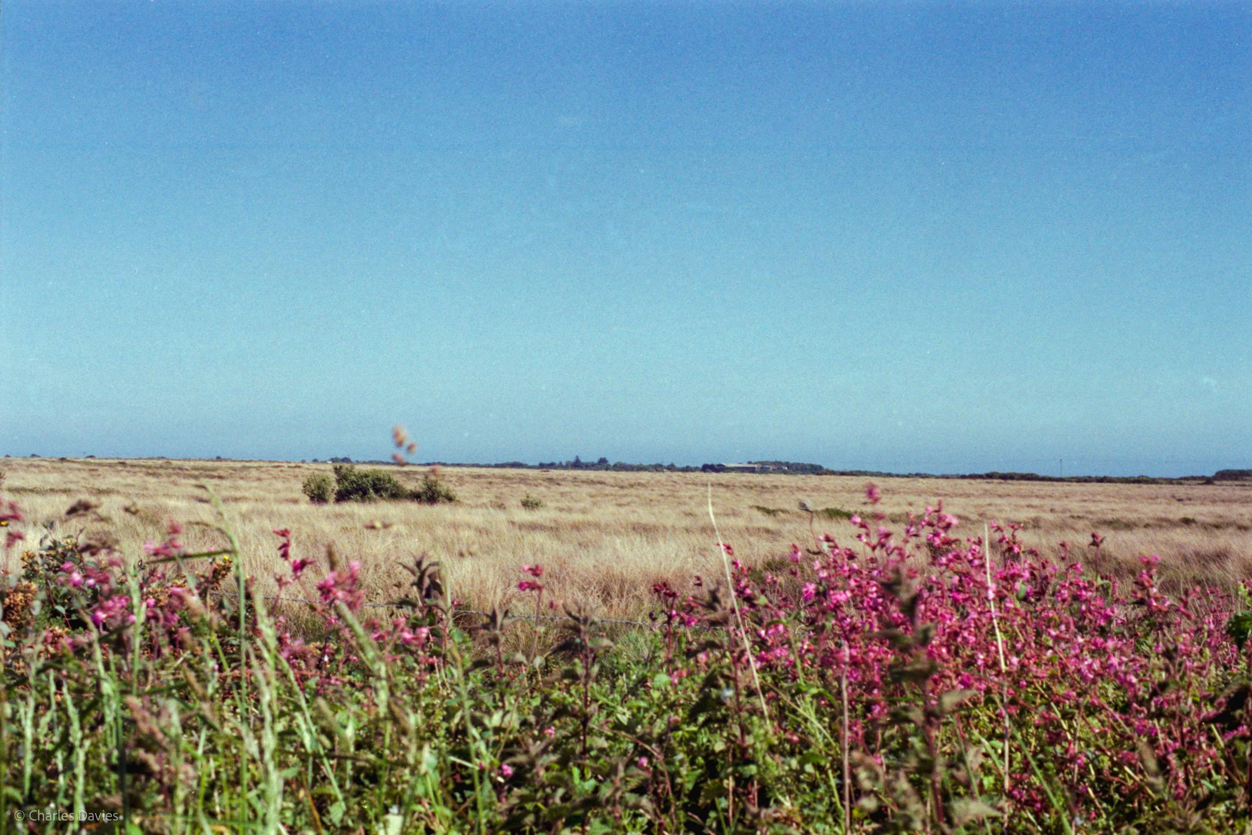 Roll 36 - 2025 - Europe - United Kingdom - Padstow - Kodak Pro Image 100 - Contax RTS - 35mm - Film - Colour