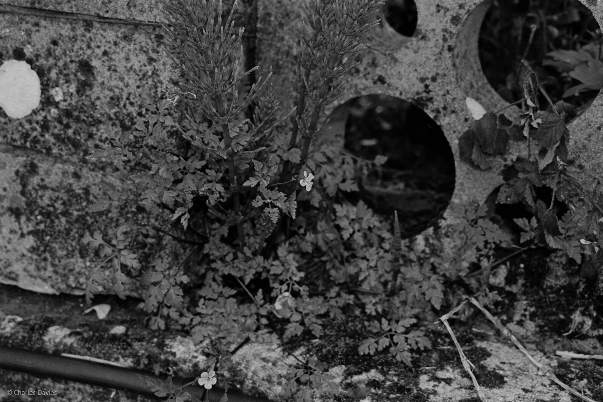 Shot 31 - Shutter Priority - Shute 