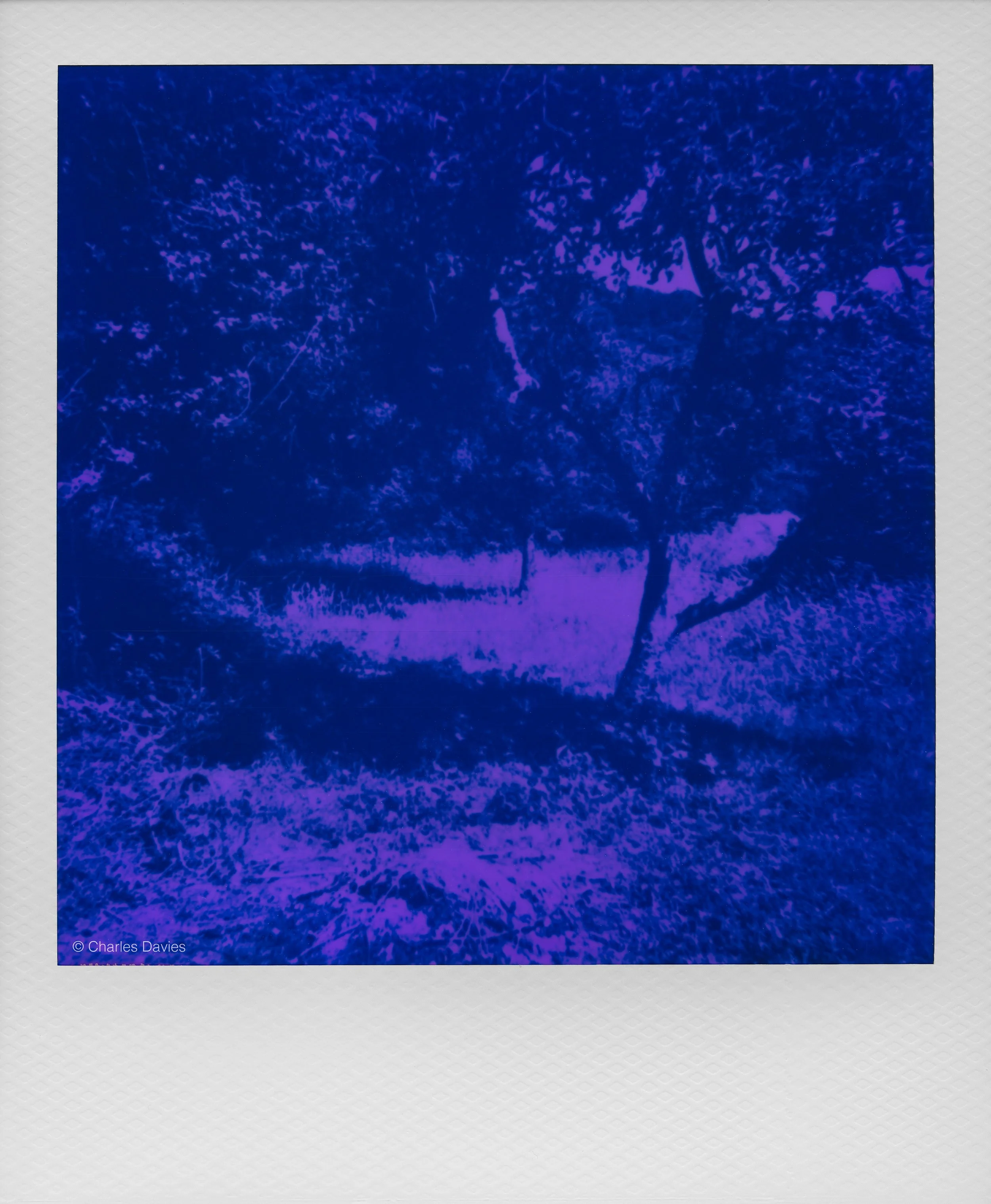 016 - 2026 - Polaroid Autofocus 660.jpg