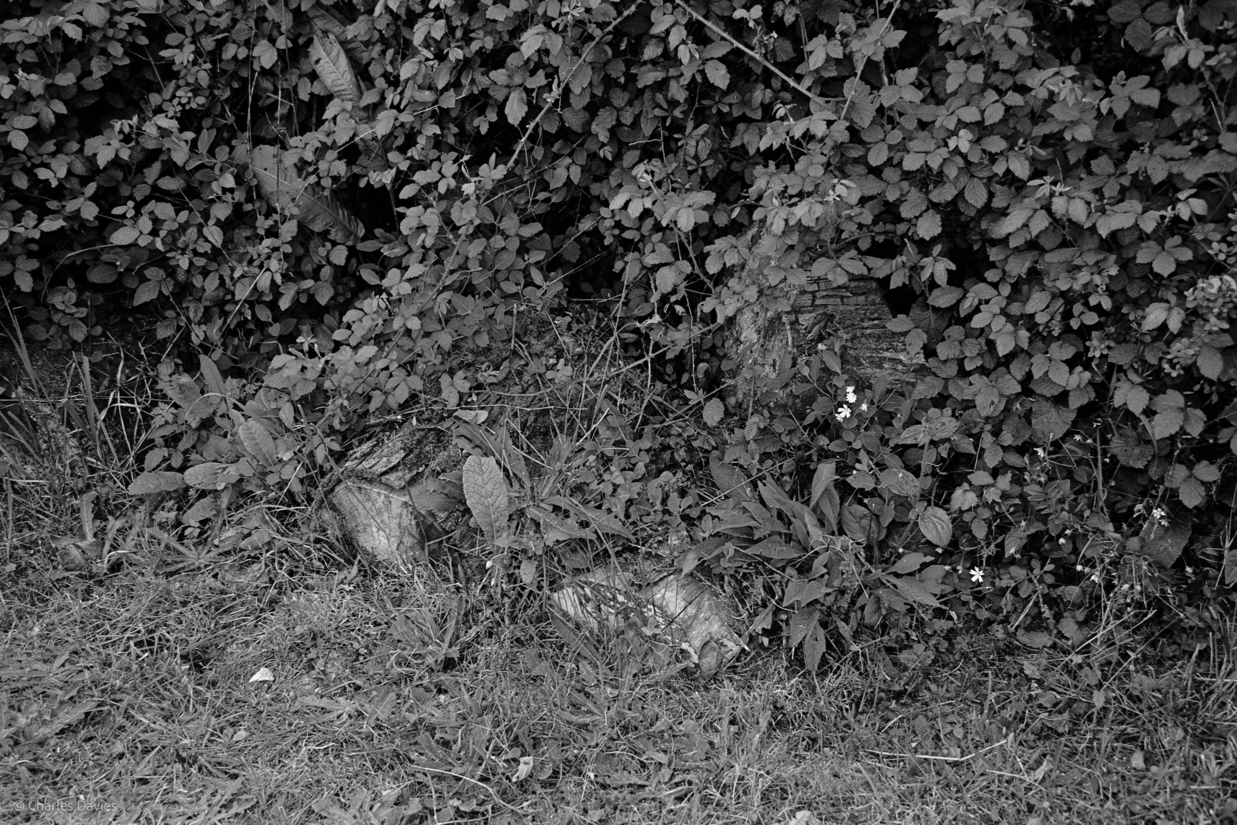 Shot 29 - Shutter Priority - Shute 