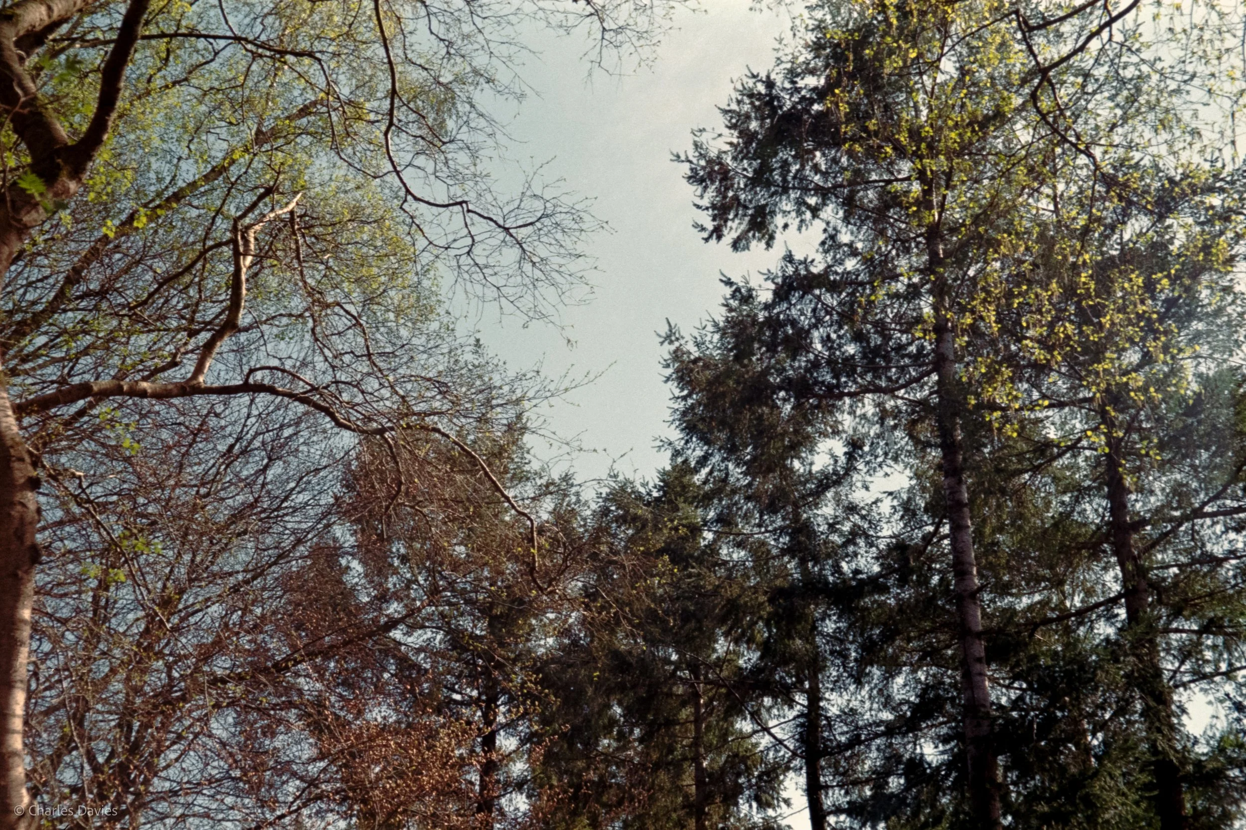 Shot 32 - Auto - Shute woods 