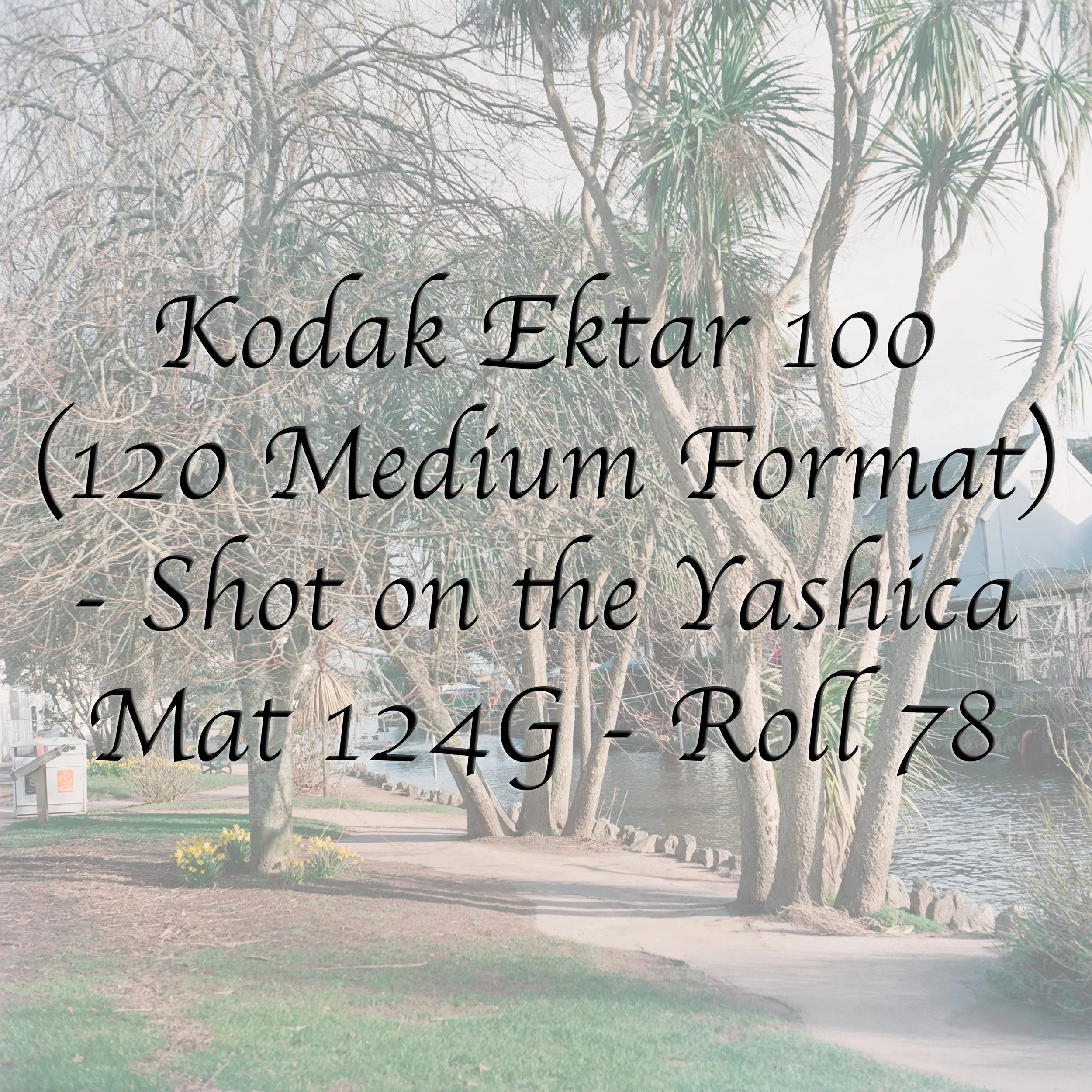 Kodak Ektar 100 (Medium Format) - Roll 78