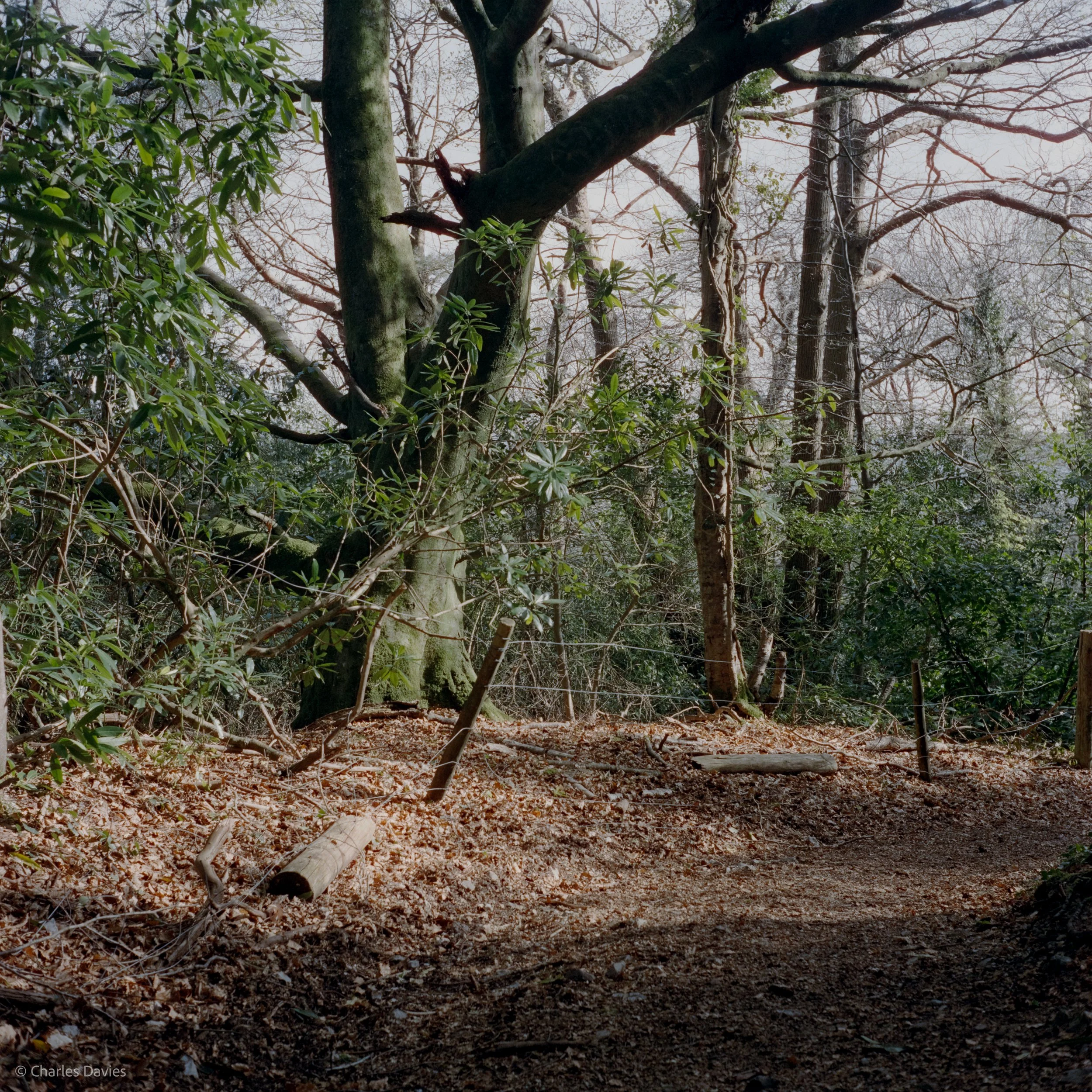 Shot 7 - F/8 + 1/250th - Shute Woods 