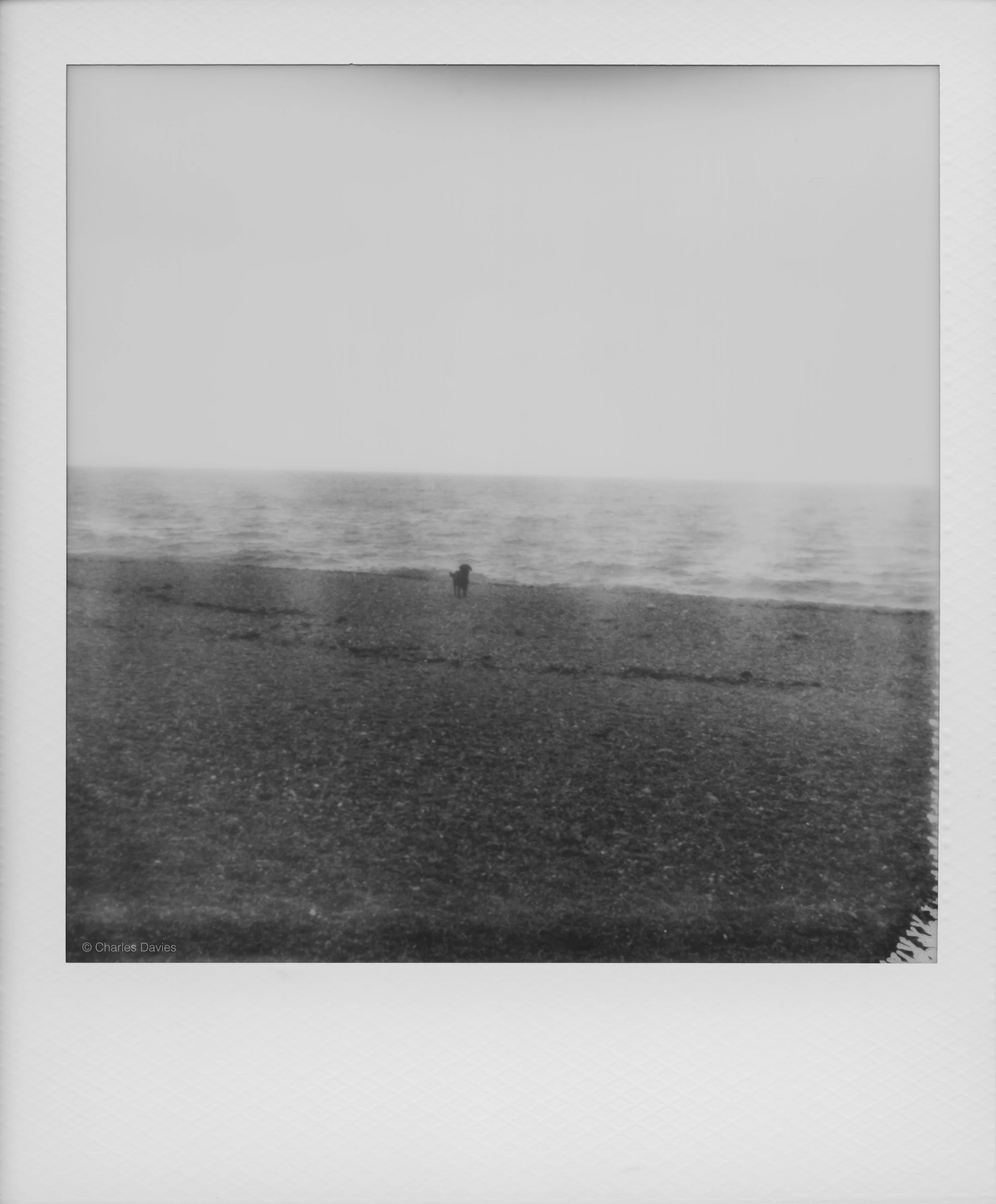 21 - 2025 - Polaroid SX-70 Sonar.jpg