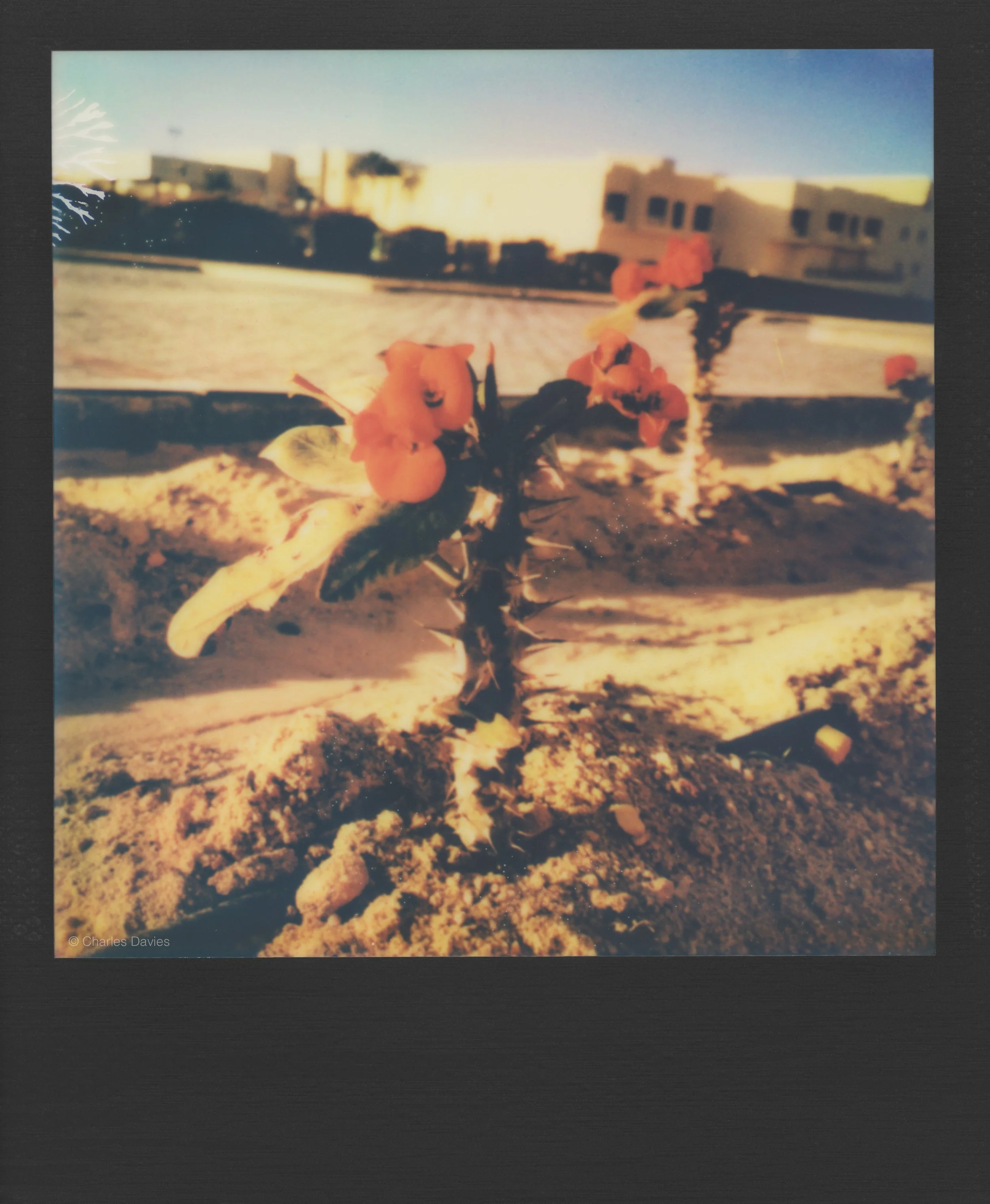 44 - 2023 - Polaroid Lab.jpg