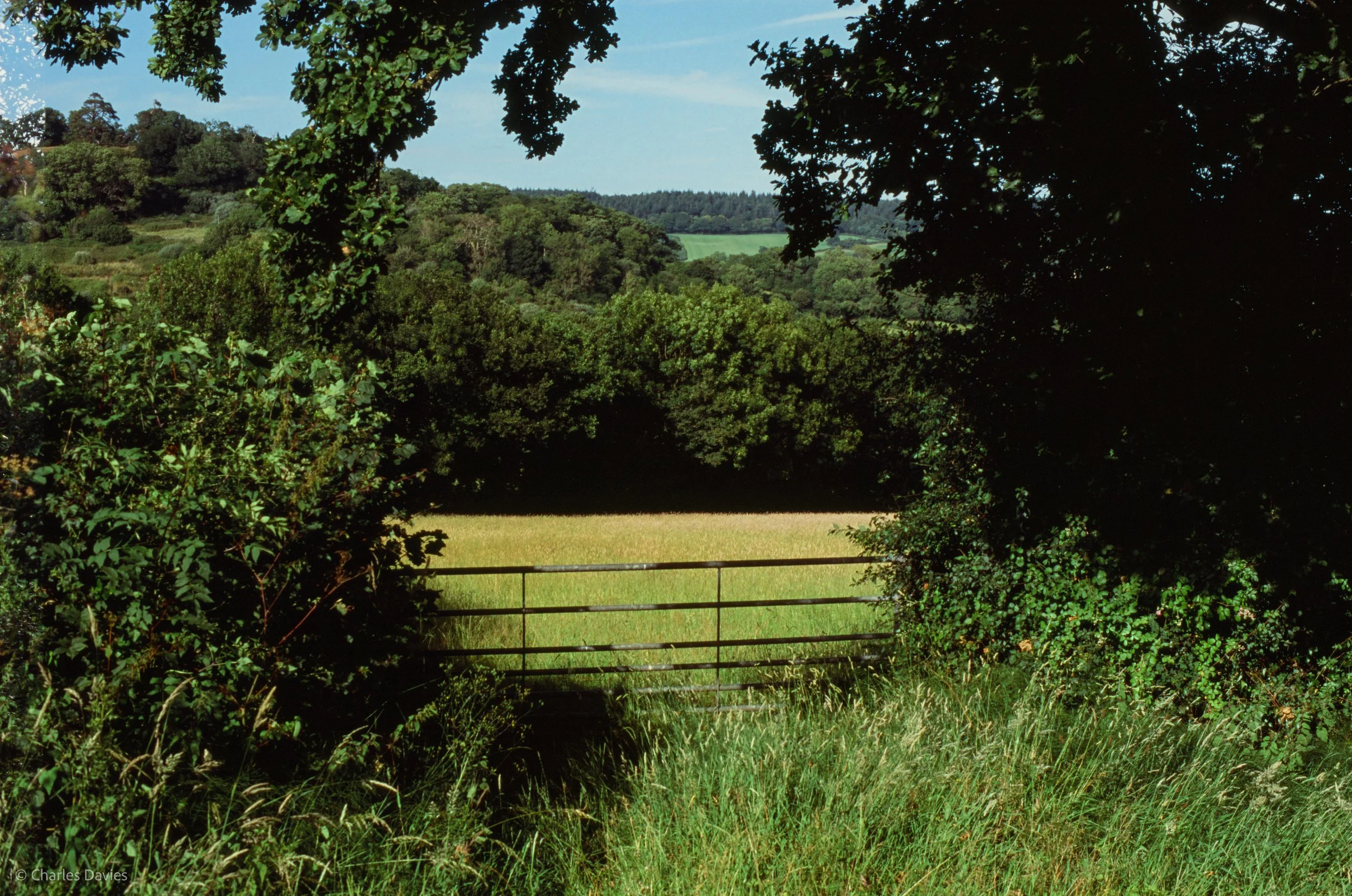 Roll 41 - 2025 - Europe - United Kingdom - Shute - Fujifilm Velvia 100 - Contax RTS - 35mm - Film - Colour - Colour Reversal/Slide Film