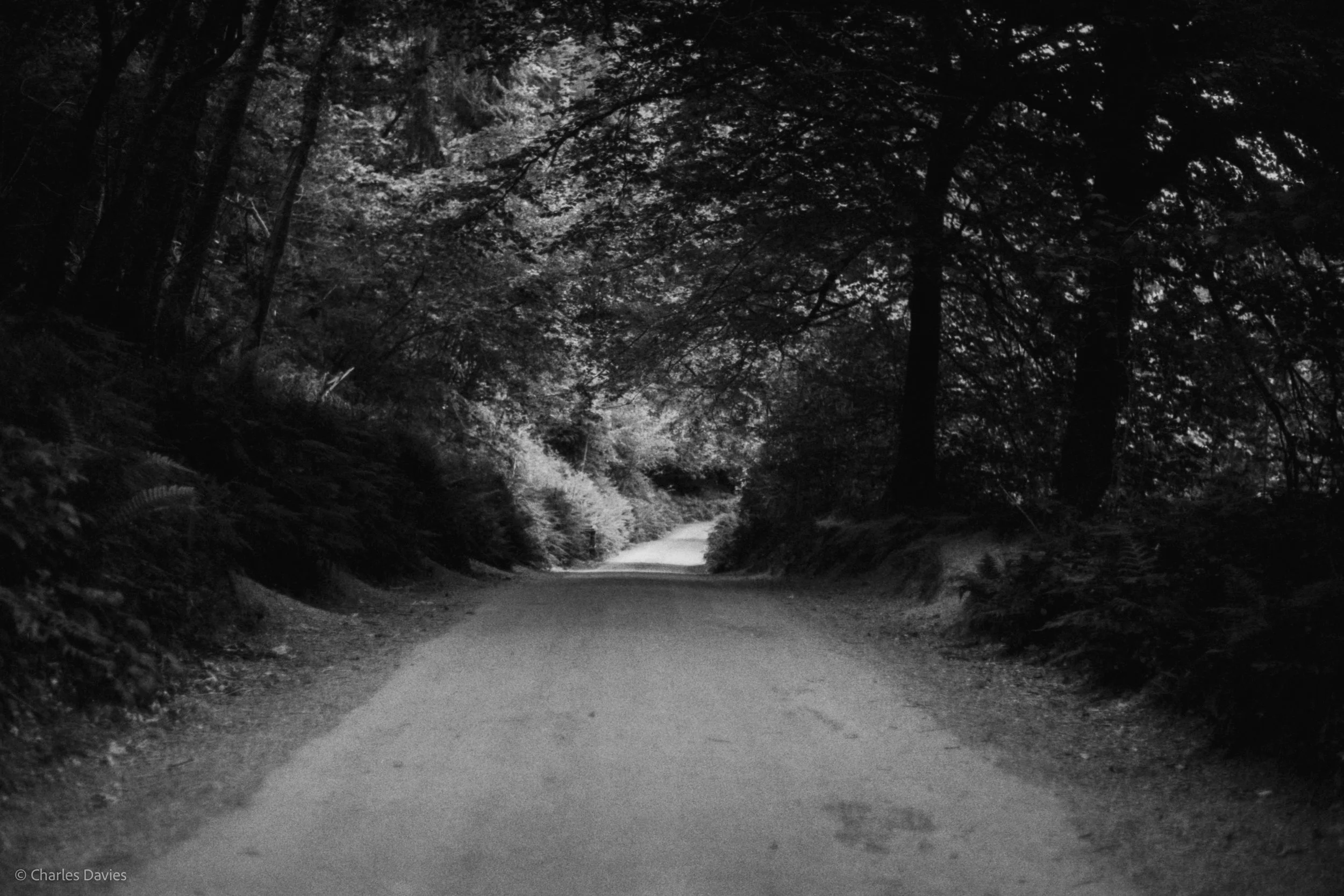 Roll 31 - 2025 - Europe - United Kingdom - Cardinham - Fomapan 400 - Contax RTS - 35mm - Film - B&W

