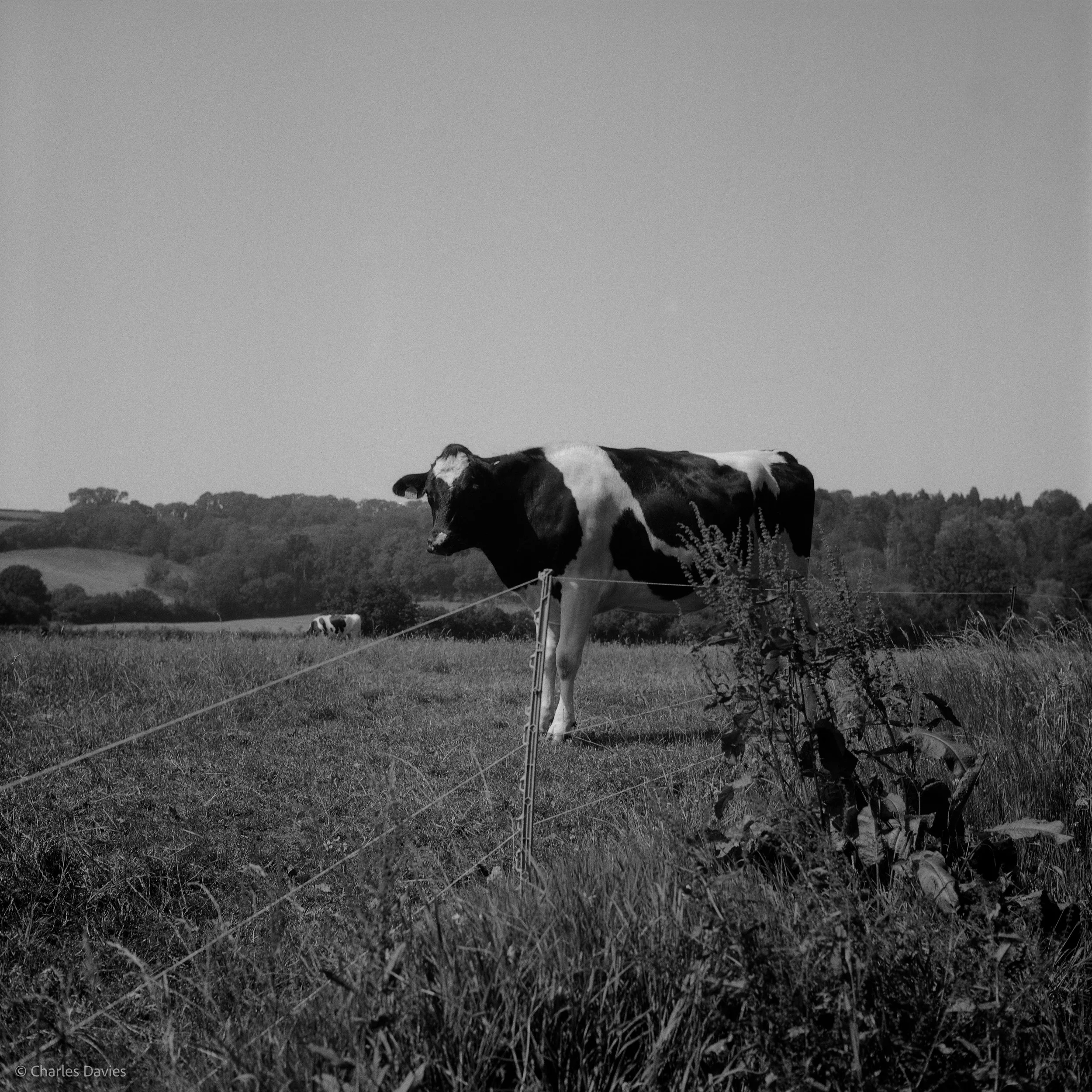 Shot 8 - F/8 + 1/125th - Axminster 