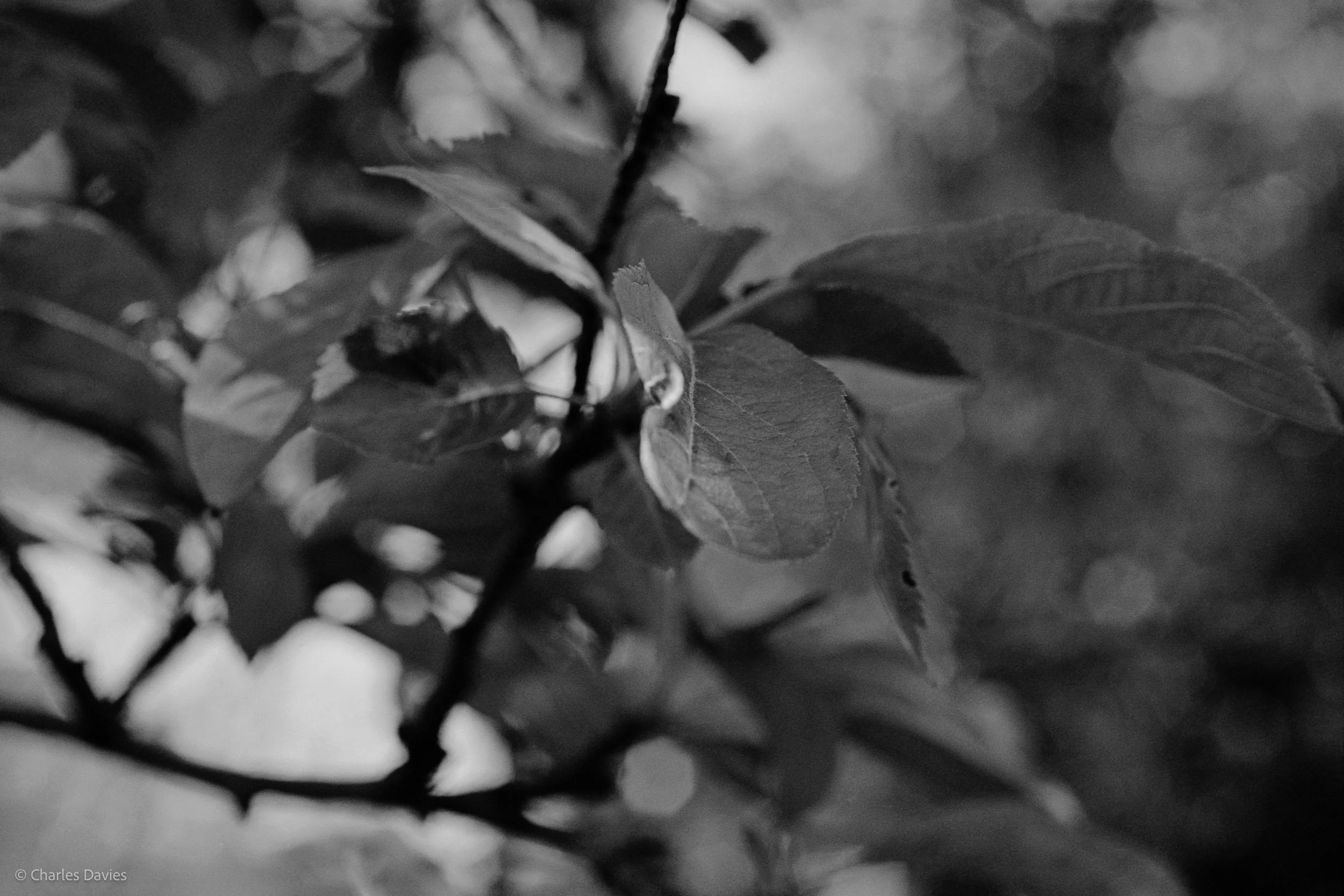 Shot 3 - Shutter Priority - Shute 