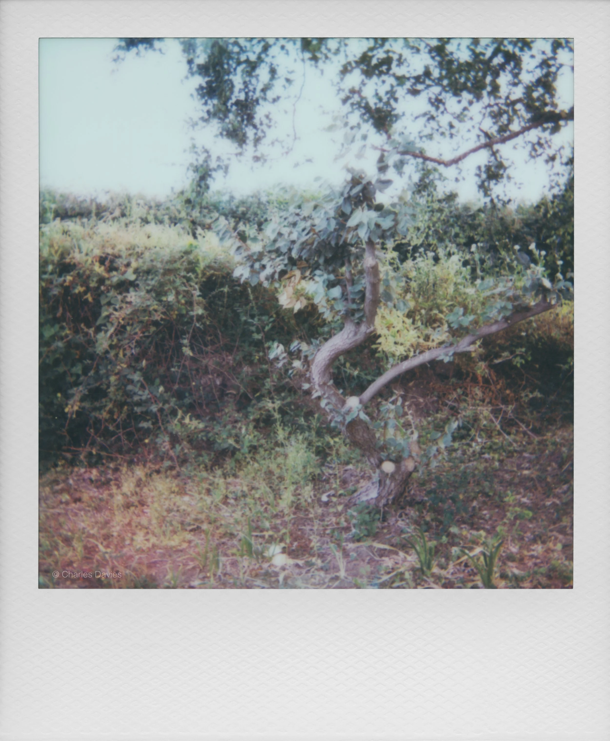 67 - 2025 - Polaroid Autofocus 660.jpg