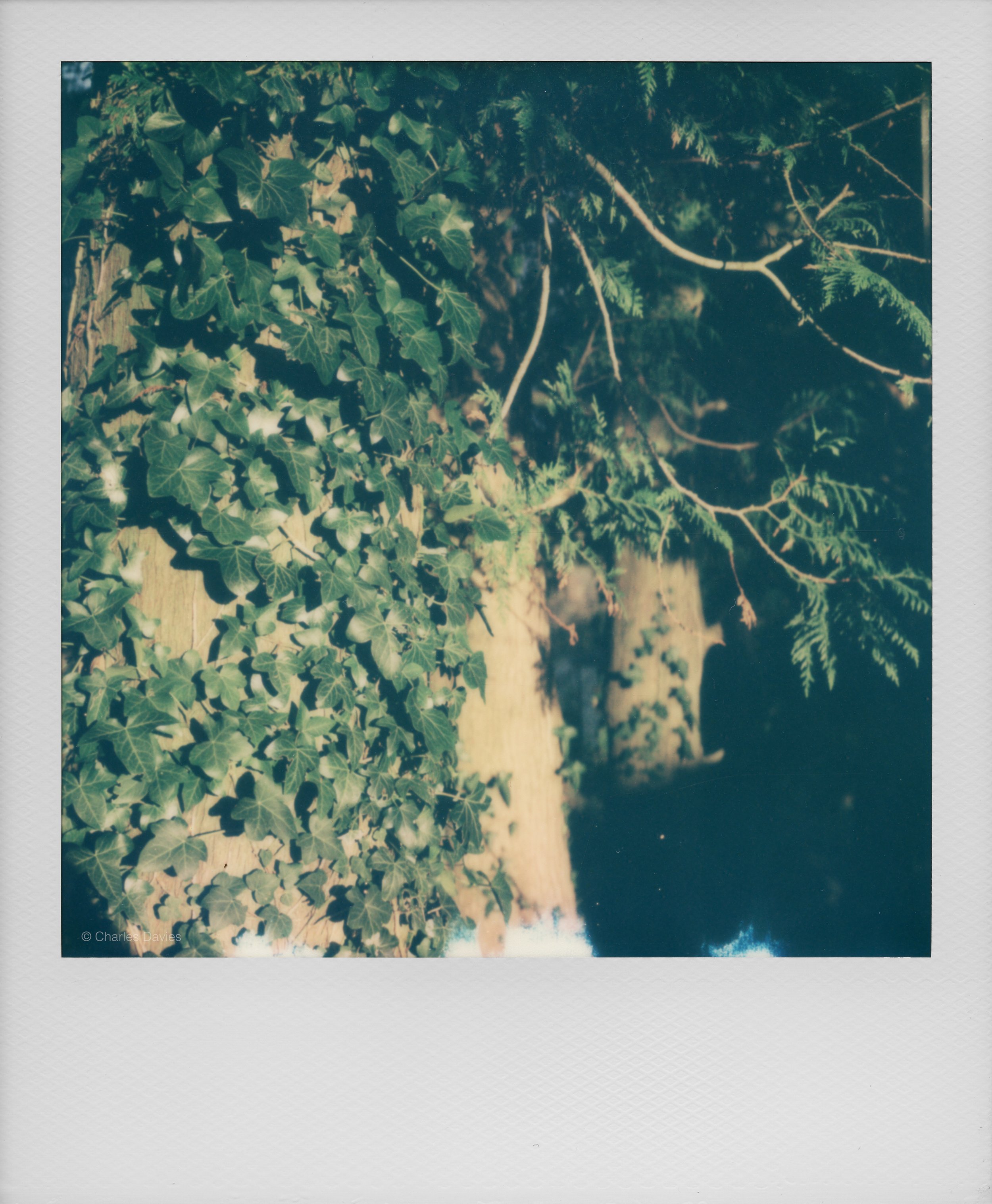 97 - 2022 - Polaroid SX-70.jpg