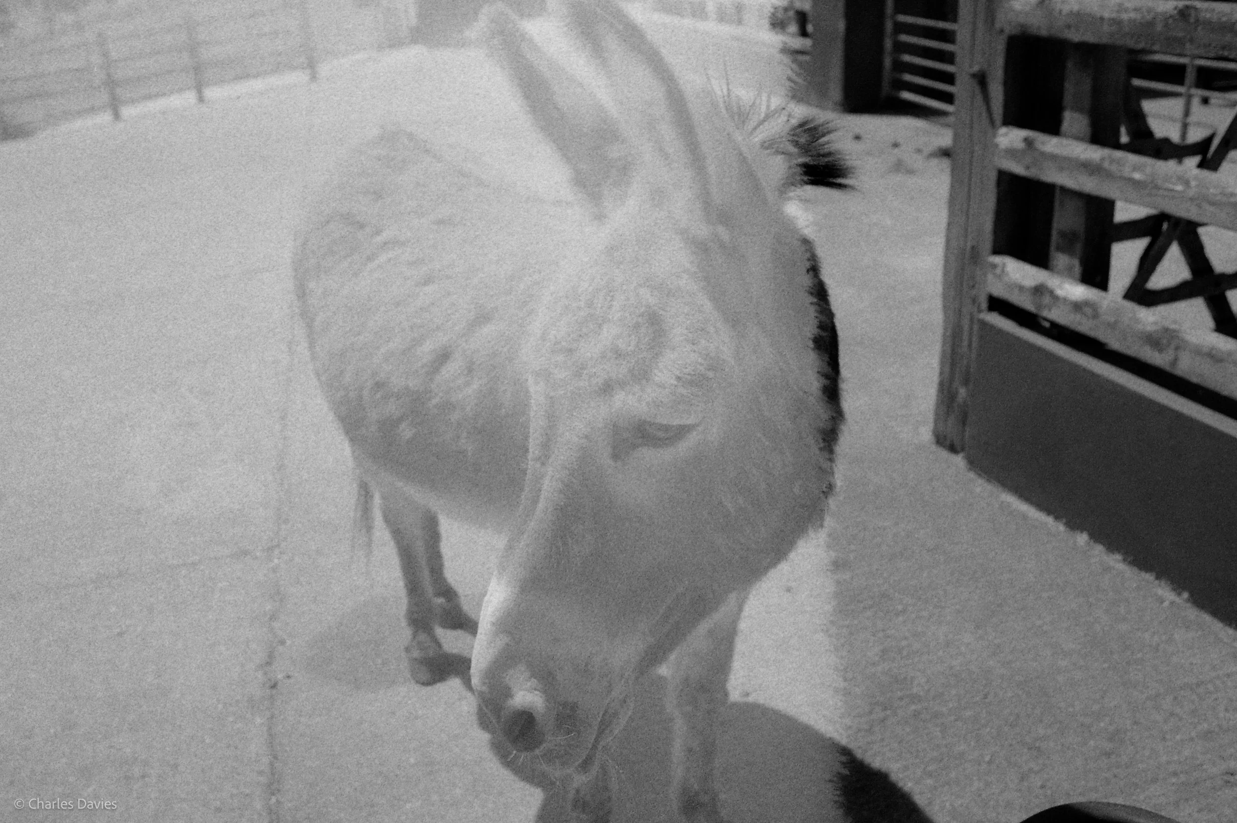 Shot 31 - Aperture Priority - The Donkey Sanctuary  