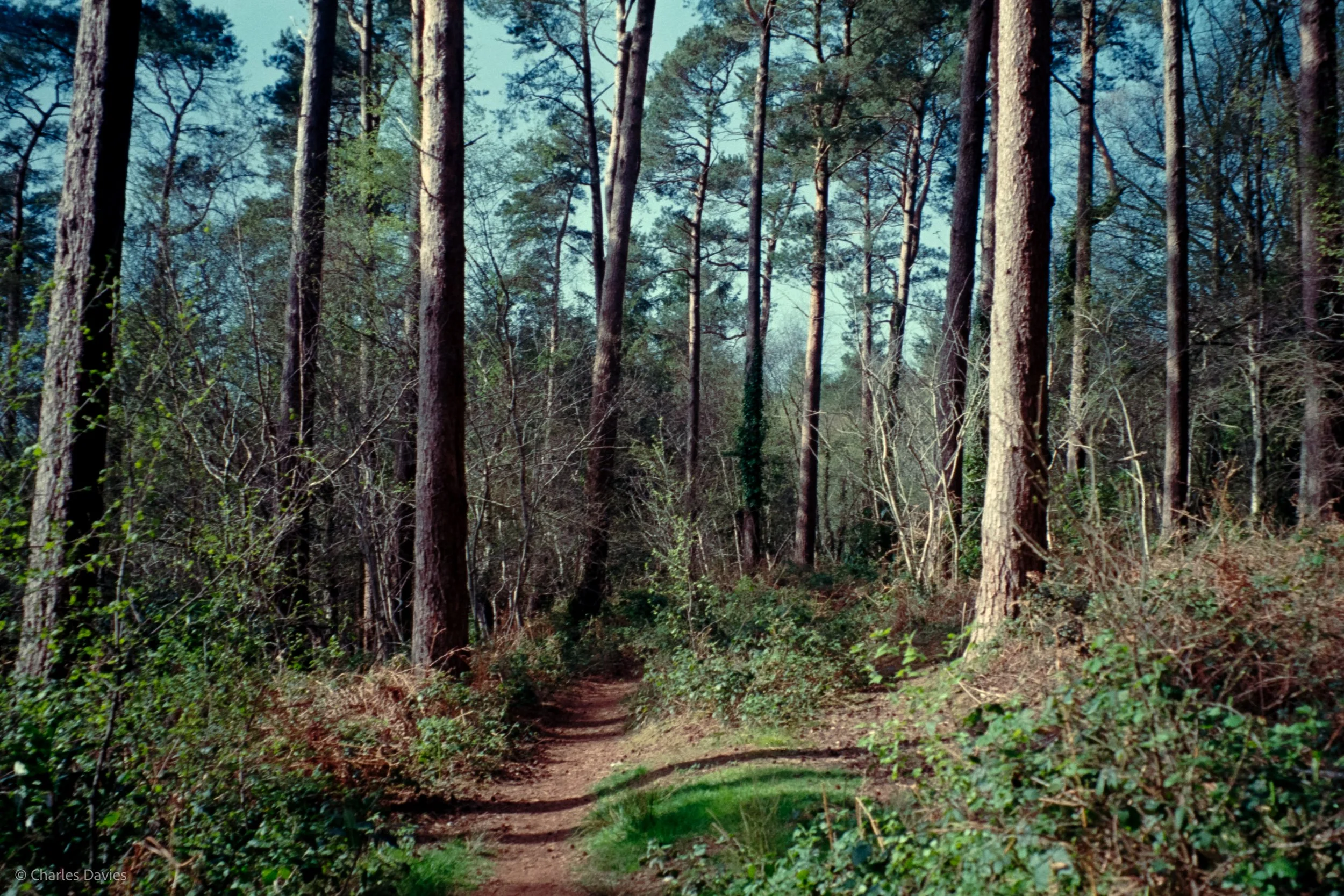 Shot 31 - Auto - Shute woods 
