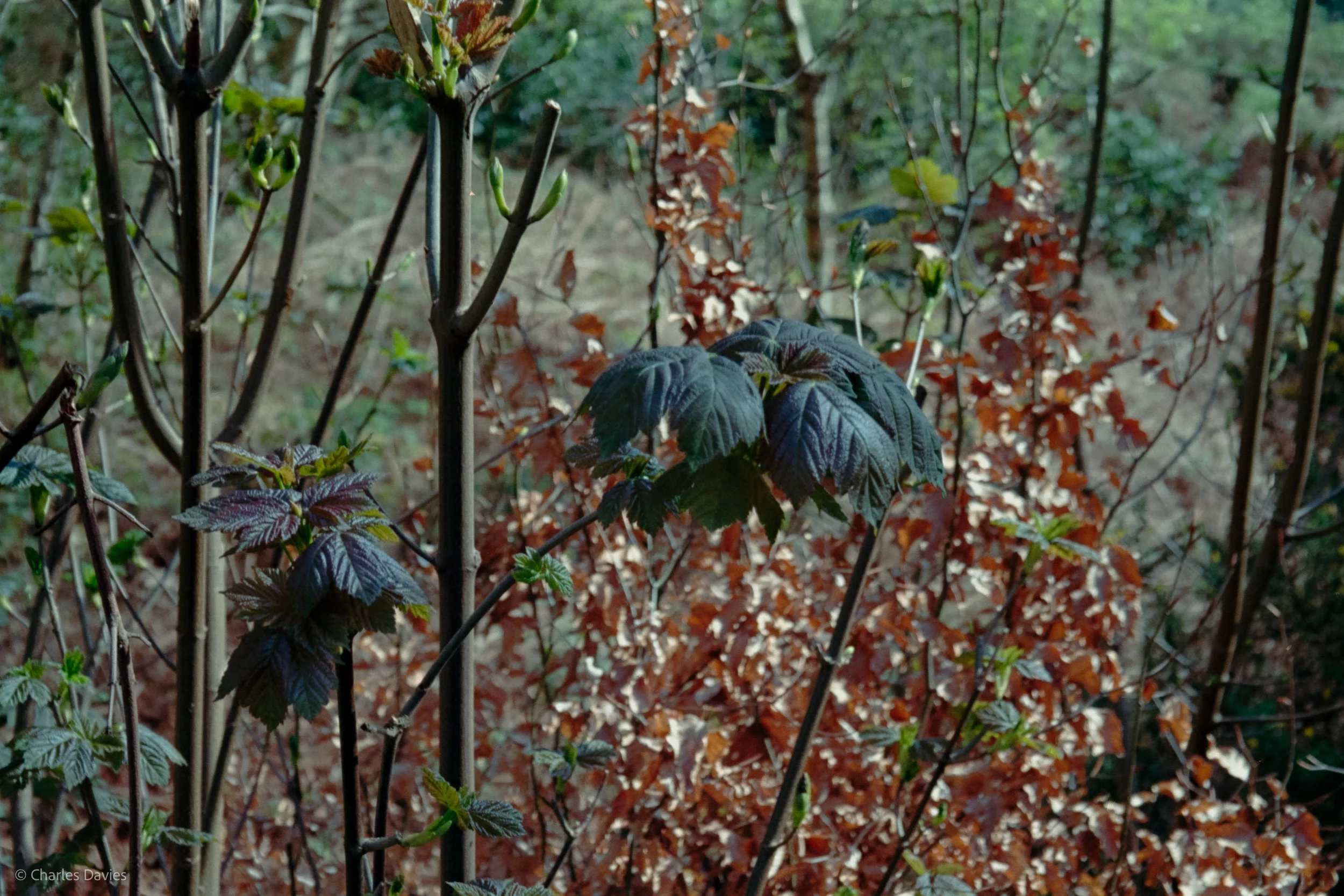 Shot 23 - Auto - Shute woods 