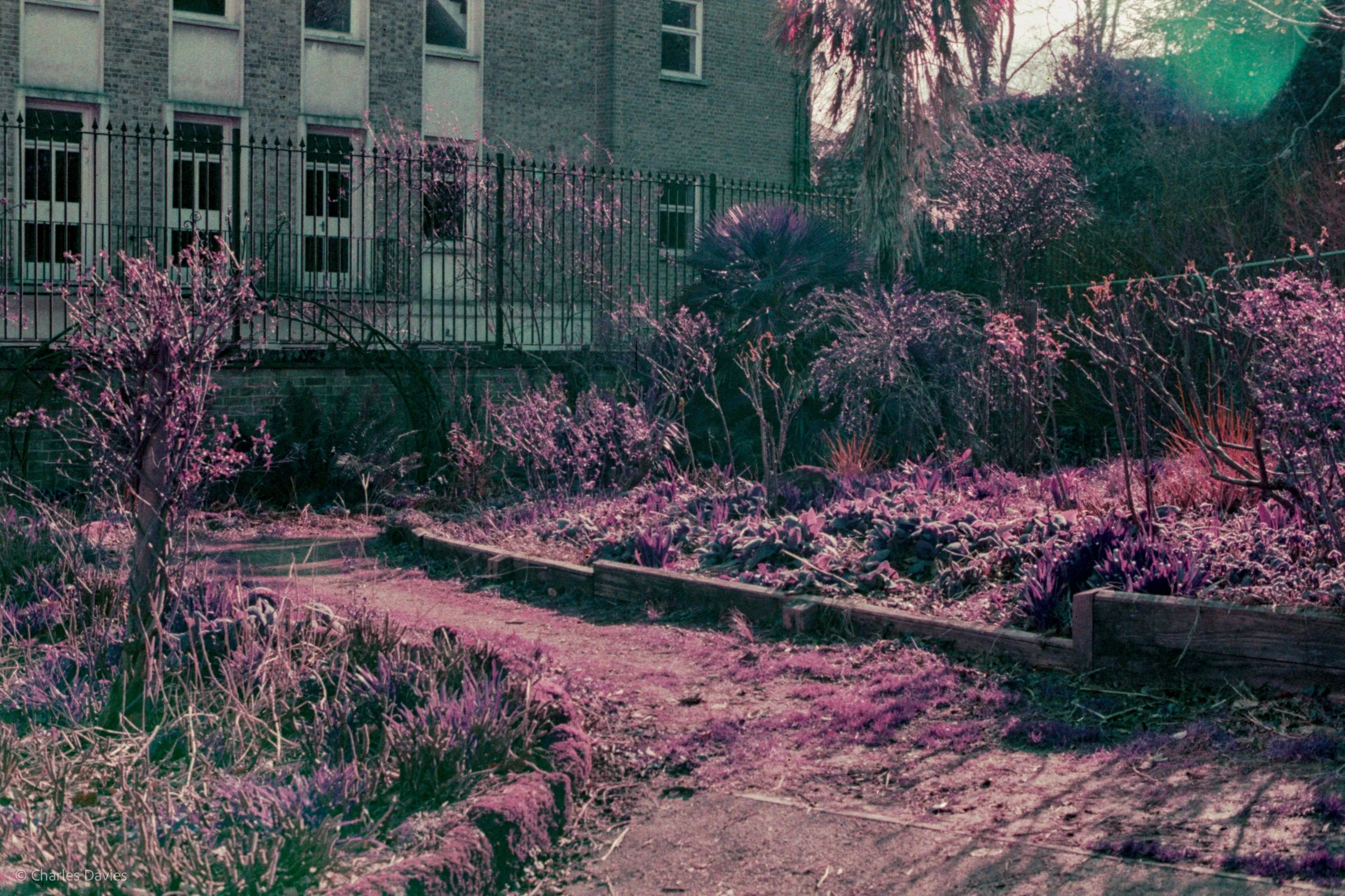 Roll 24 - 2025 - Europe - United Kingdom - Exeter - Lomo Purple - Contax RTS - 35mm - Film - Colour