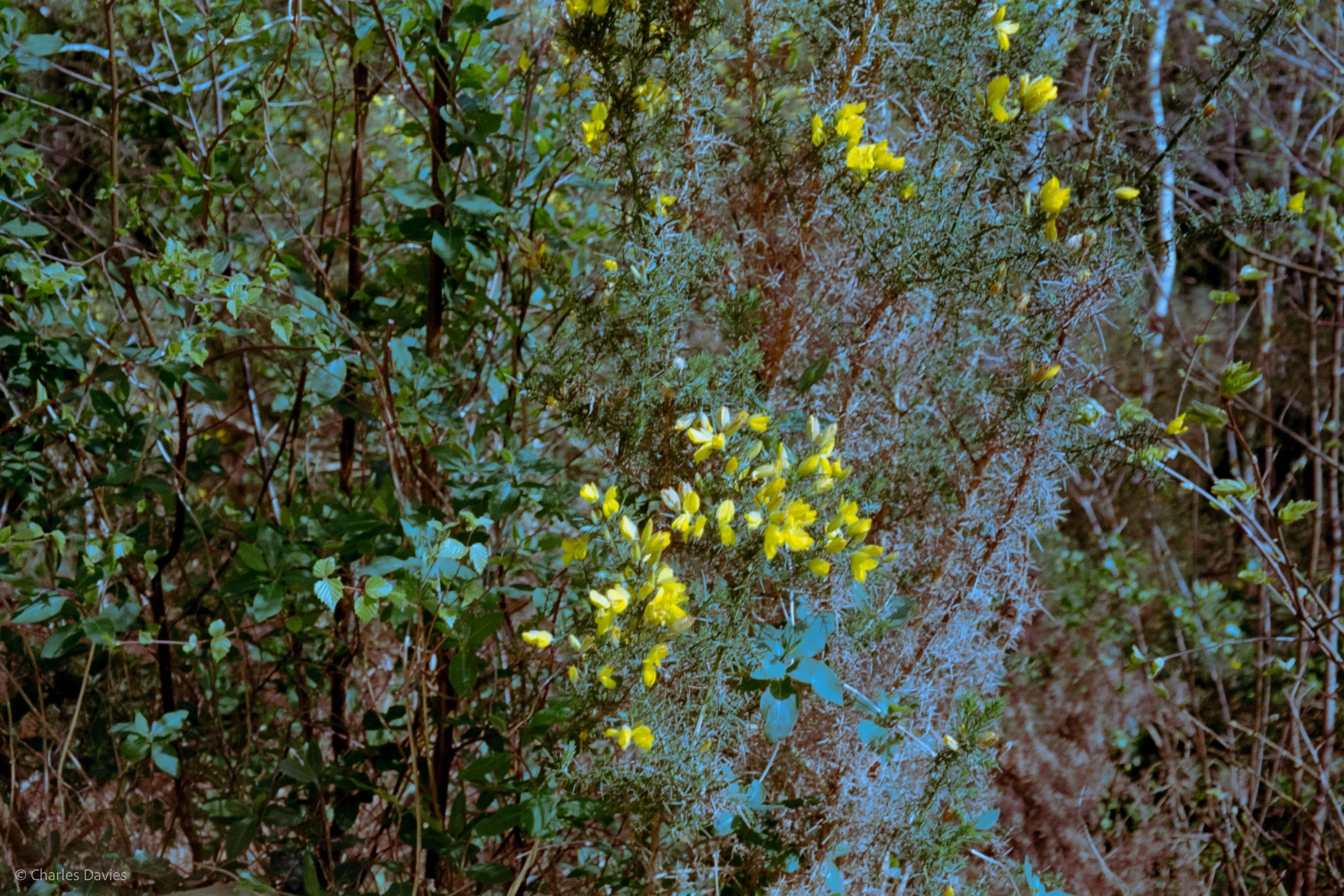 Shot 22 - Auto - Shute woods 