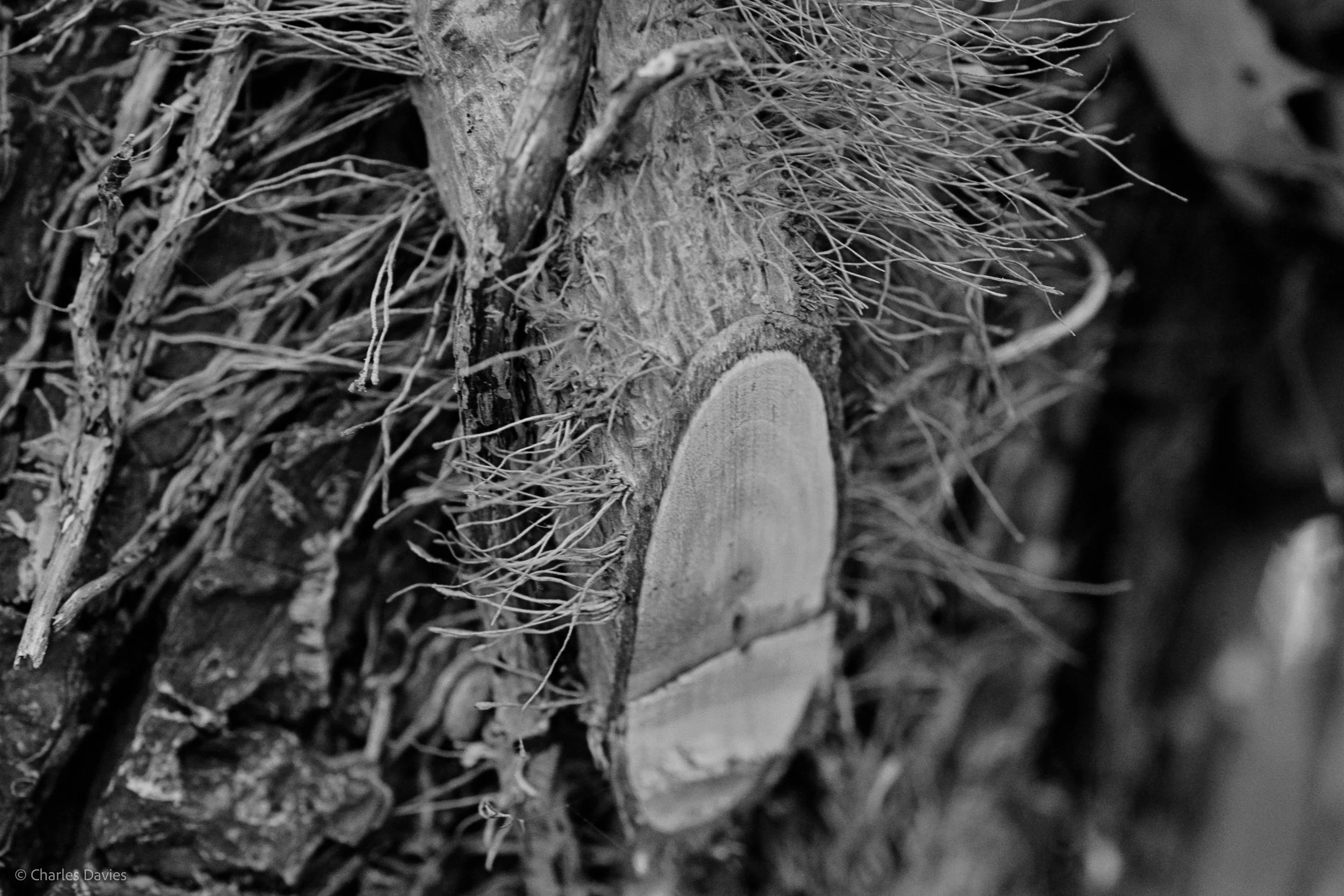 Shot 9 - Shutter Priority - Shute 