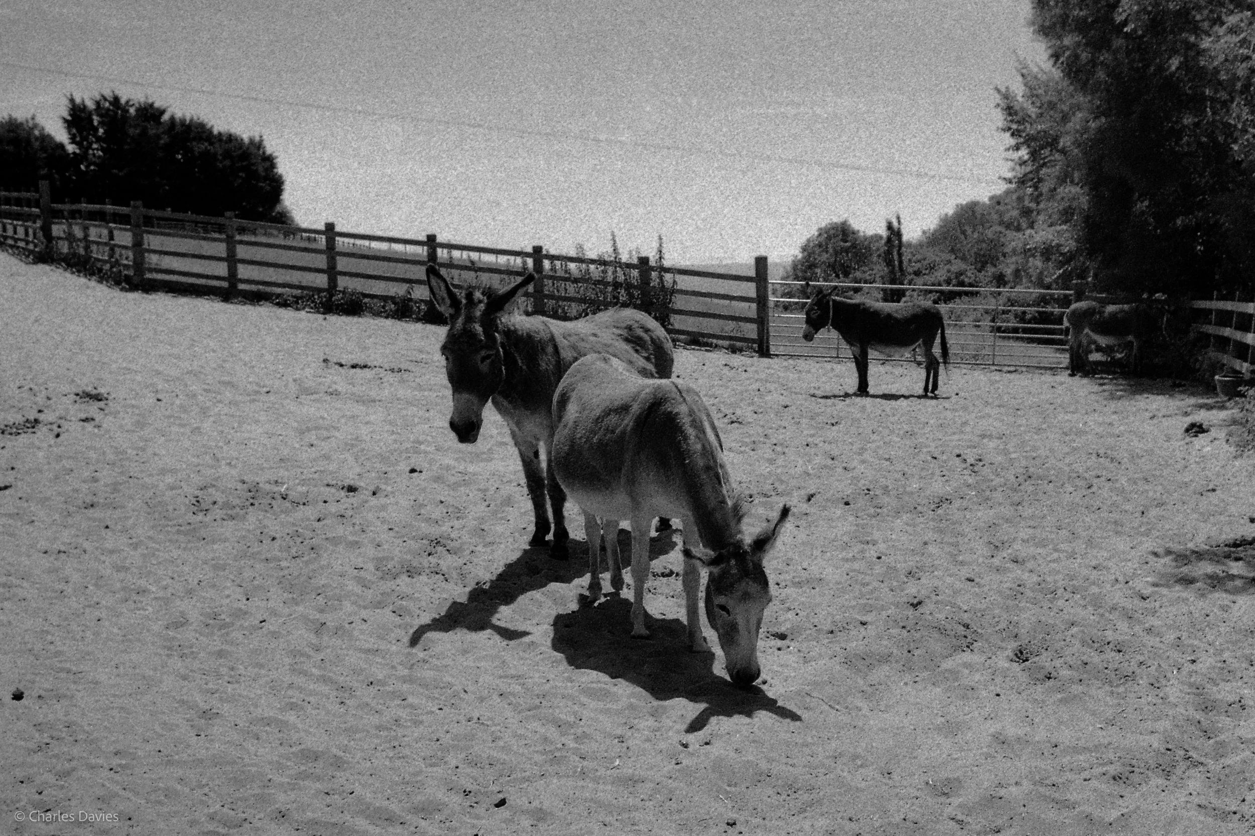Shot 36 - Aperture Priority - The Donkey Sanctuary  