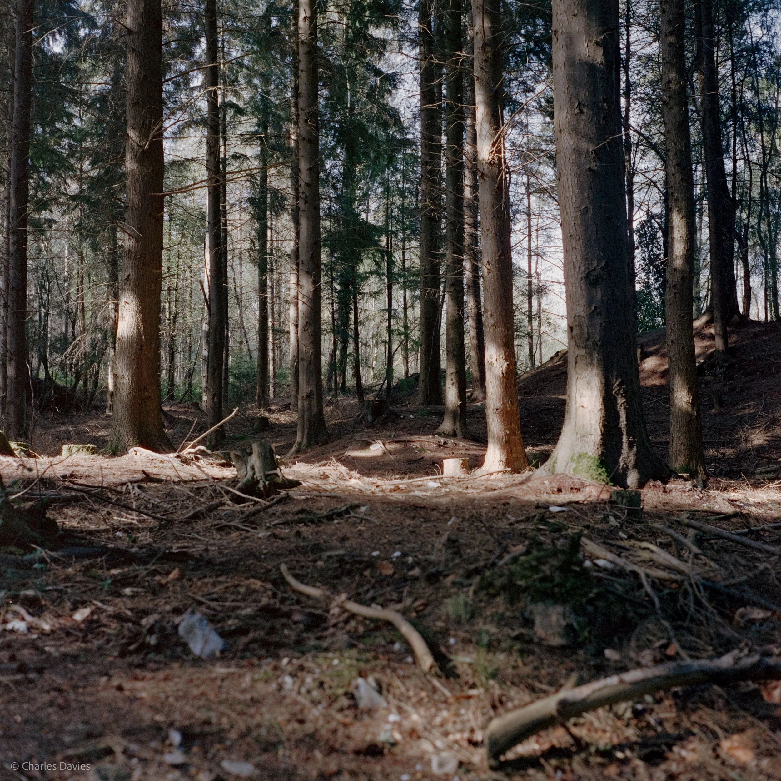 Shot 6 - F/8 + 1/125th - Shute Woods 