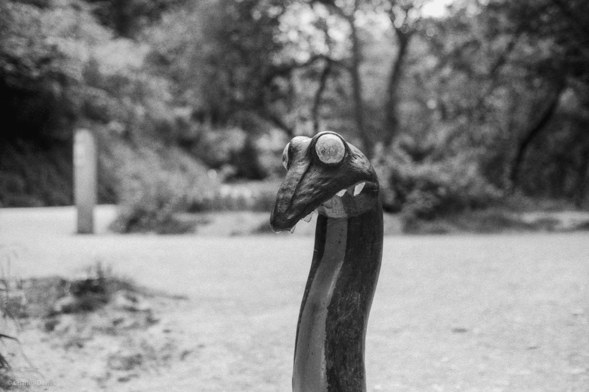 Roll 31 - 2025 - Europe - United Kingdom - Cardinham - Fomapan 400 - Contax RTS - 35mm - Film - B&W
