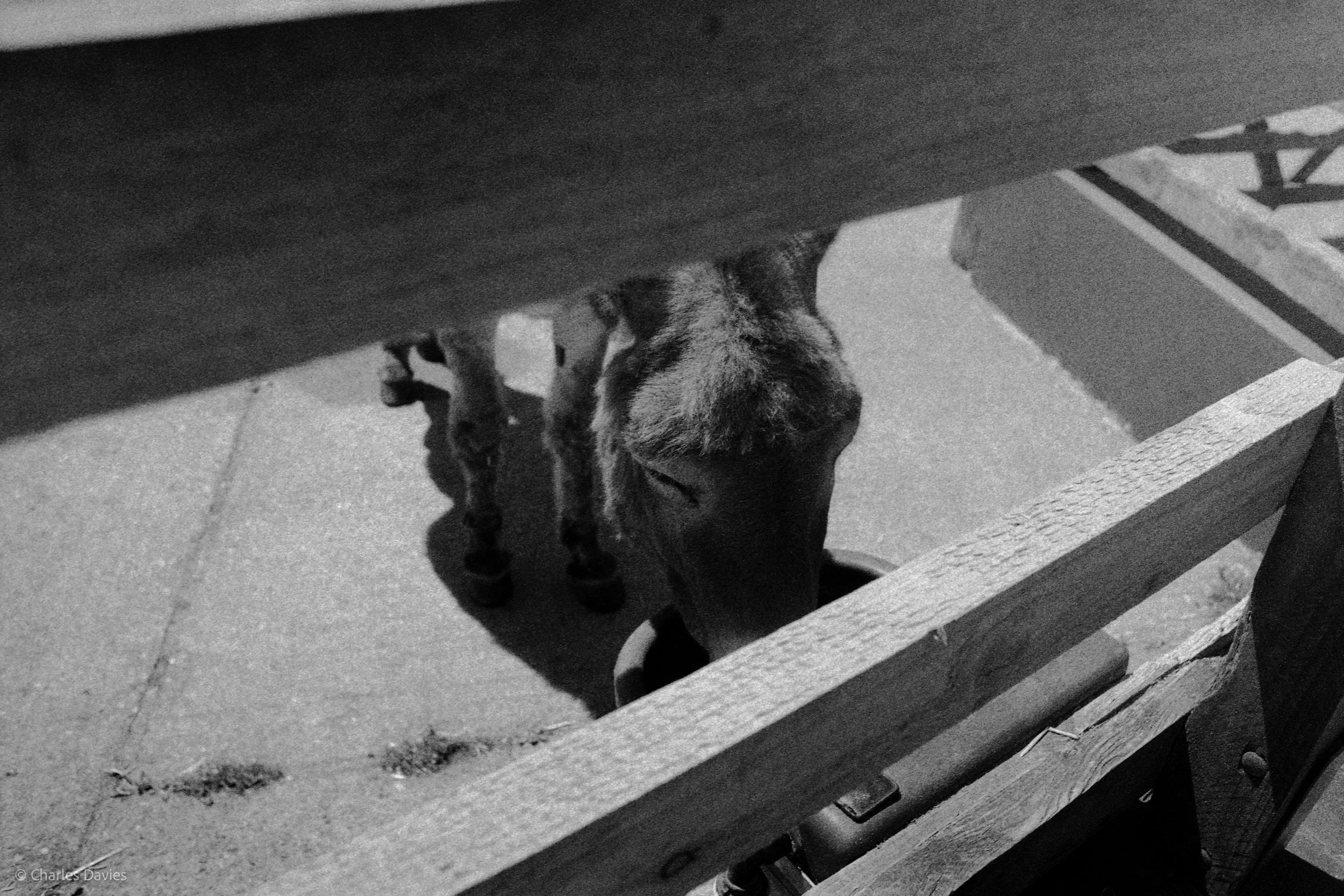 Shot 30 - Aperture Priority - The Donkey Sanctuary  