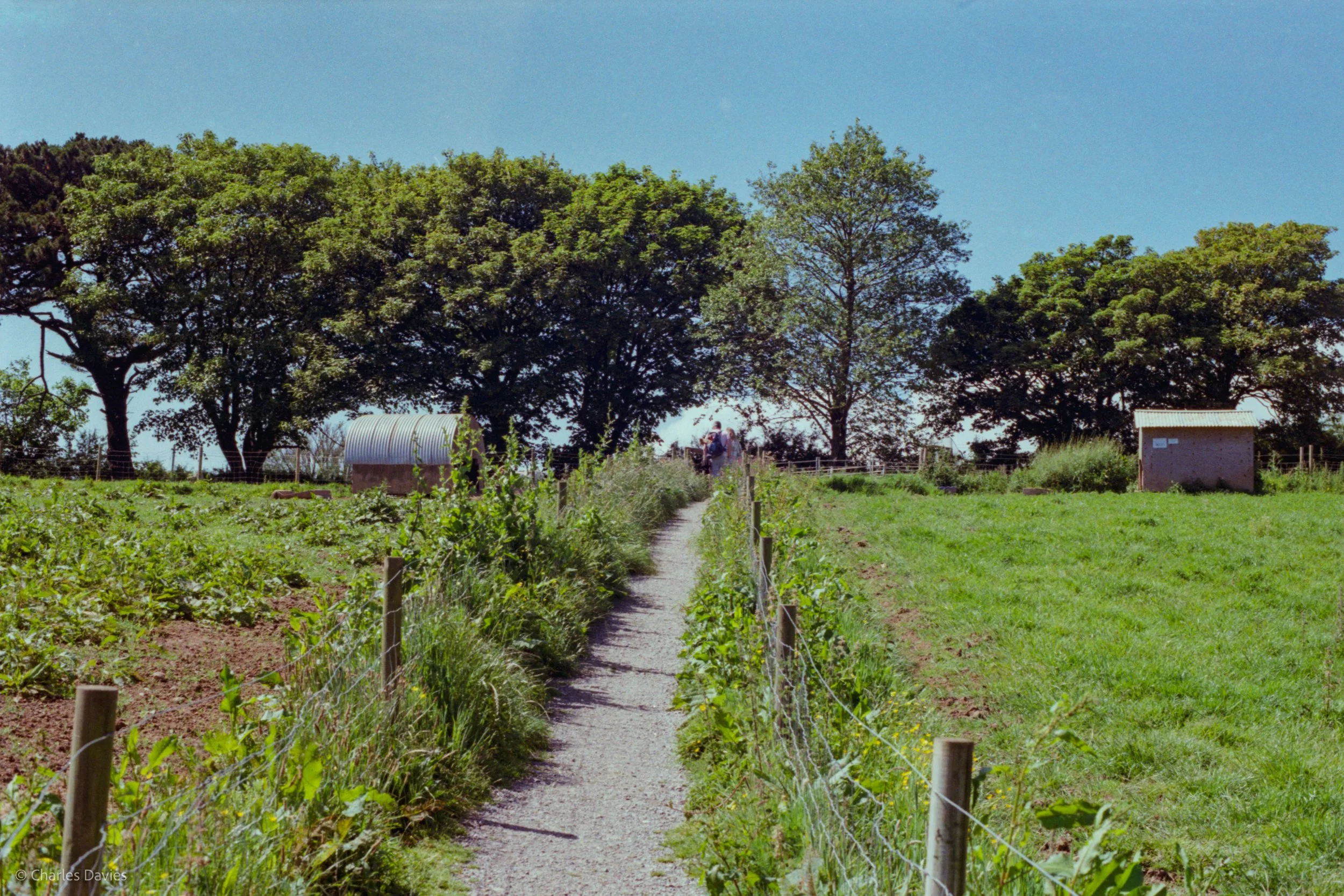 Roll 36 - 2025 - Europe - United Kingdom - Padstow - Kodak Pro Image 100 - Contax RTS - 35mm - Film - Colour