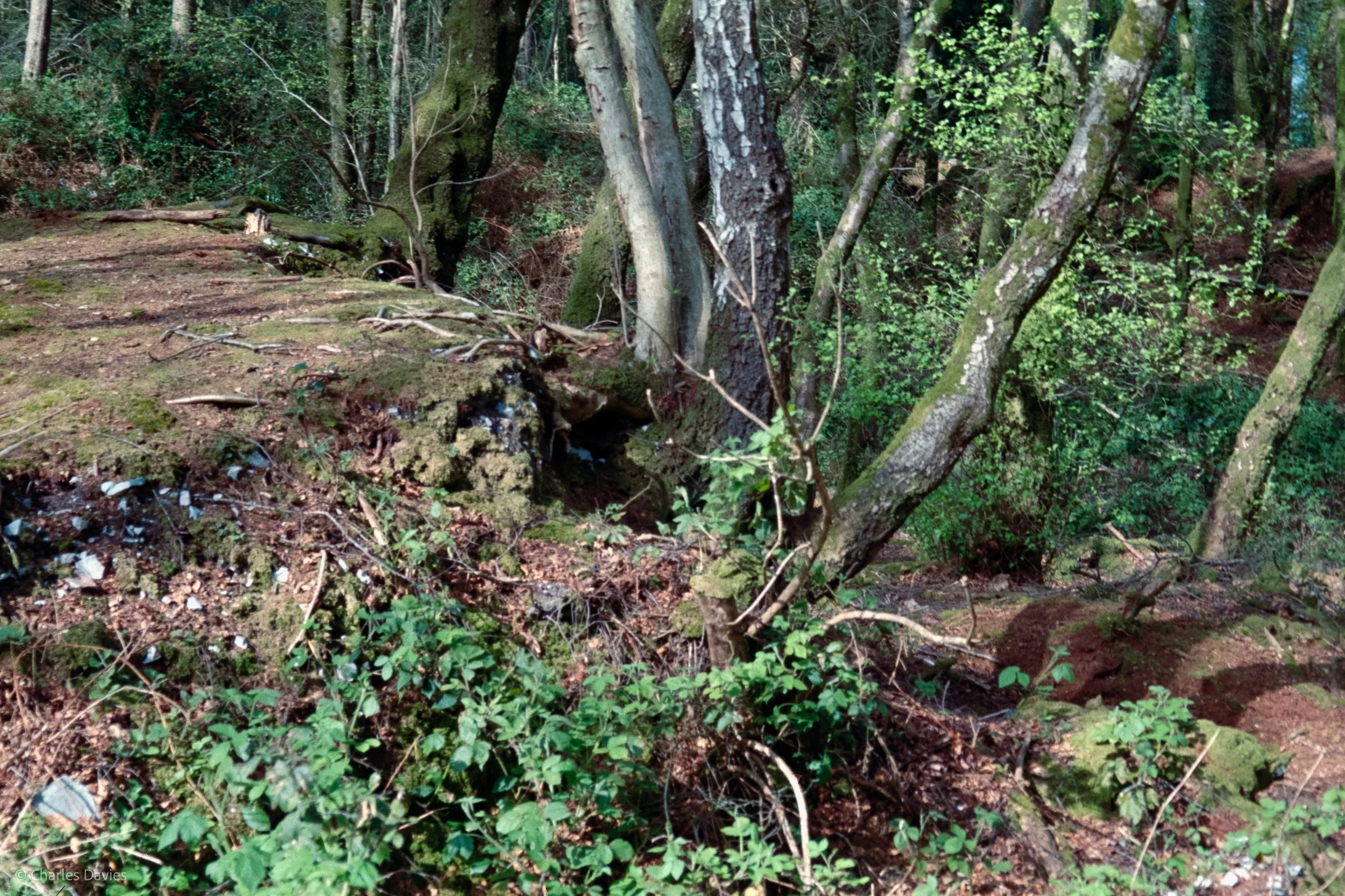 Shot 33 - Auto - Shute woods 