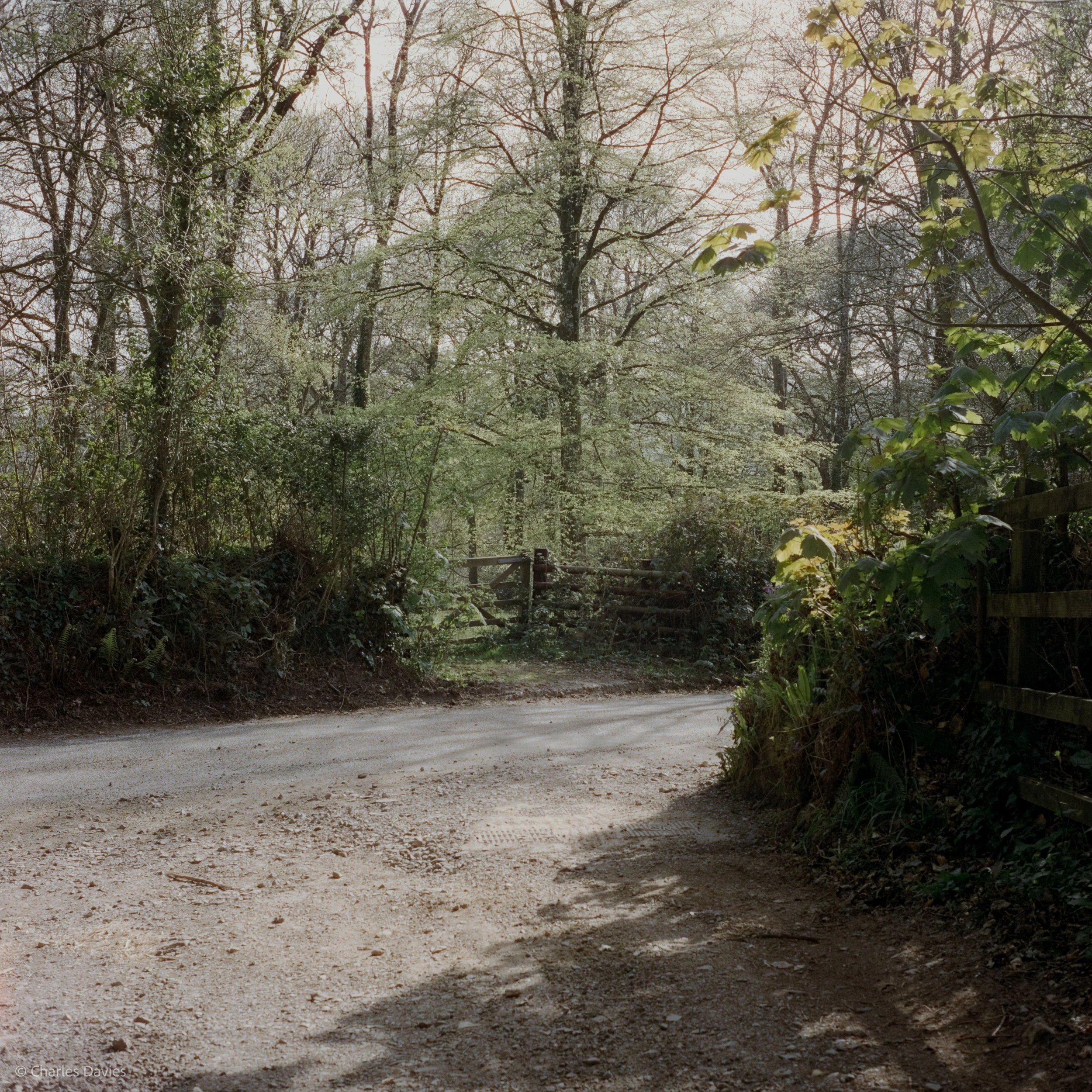 Shot 12 - F/8 + 1/250th - Shute Woods 