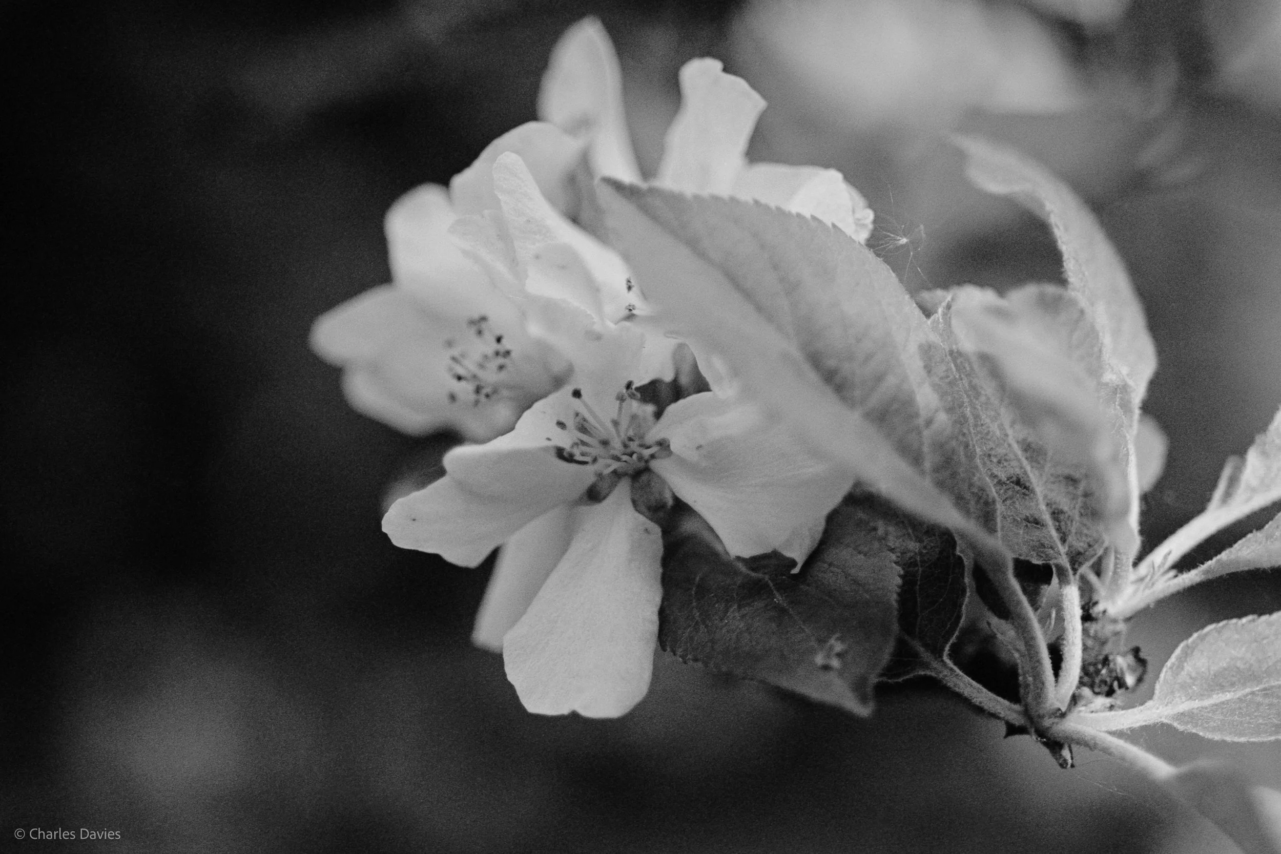 Shot 4 - Shutter Priority - Shute 