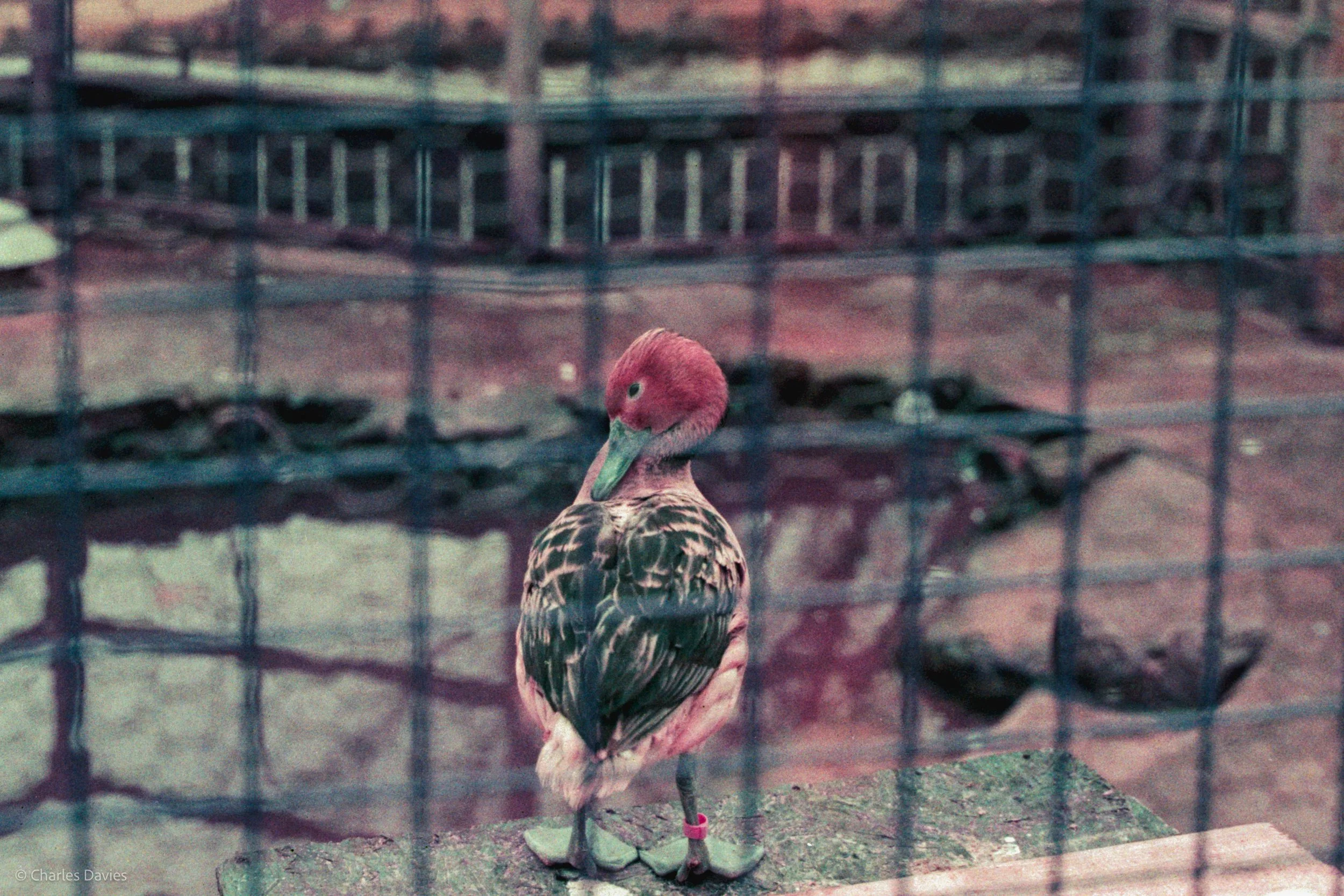 Roll 24 - 2025 - Europe - United Kingdom - Dawlish - Lomo Purple - Contax RTS - 35mm - Film - Colour