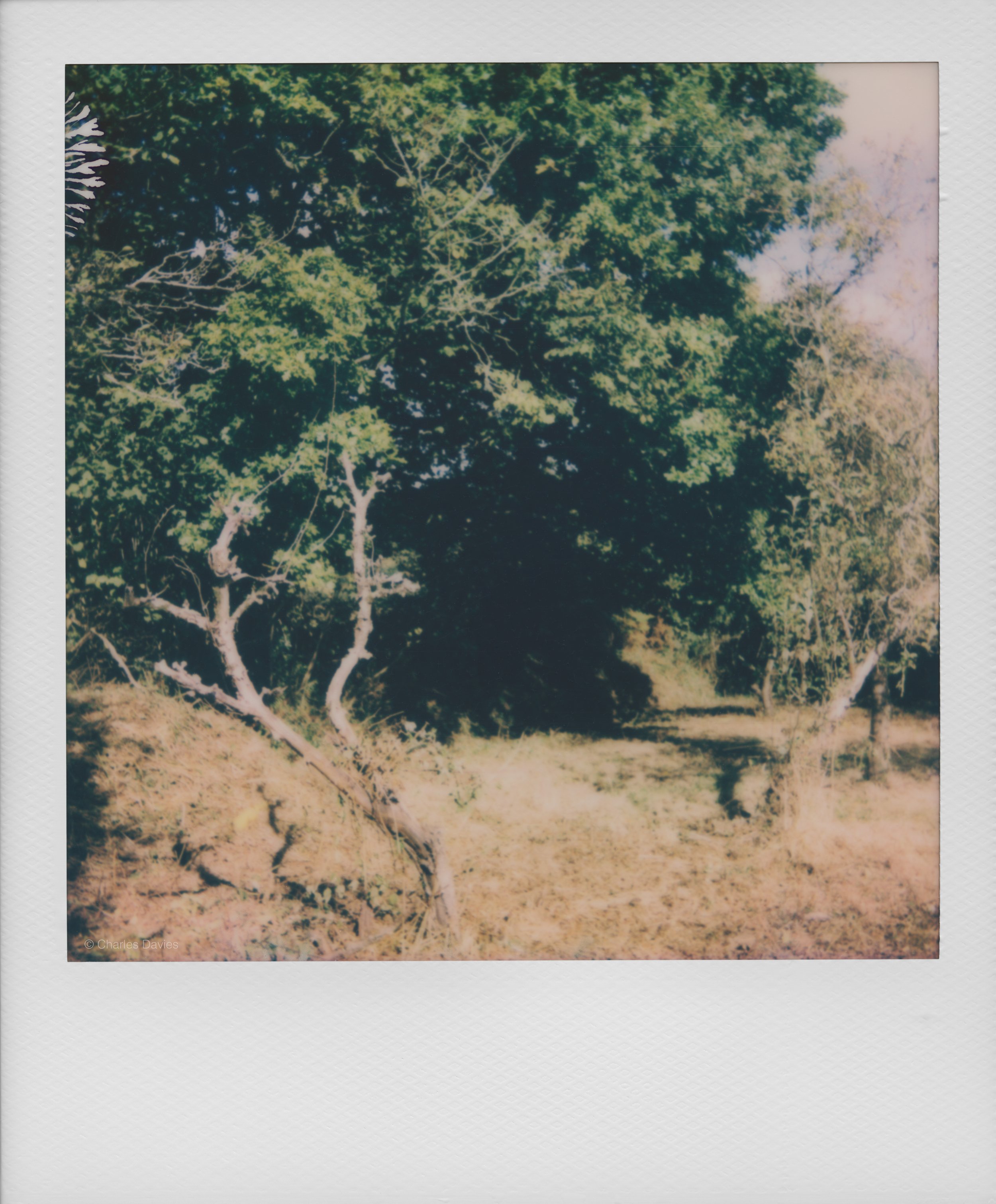 35 - 2022 - Polaroid Now.jpg
