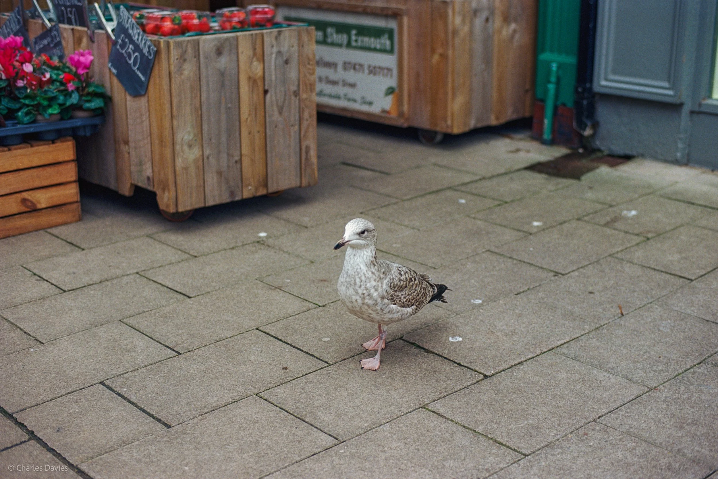 Roll 22 - 2025 - Europe - United Kingdom - Exmouth - Kodak Ektar 100 - Contax RTS - 35mm - Film - Colour