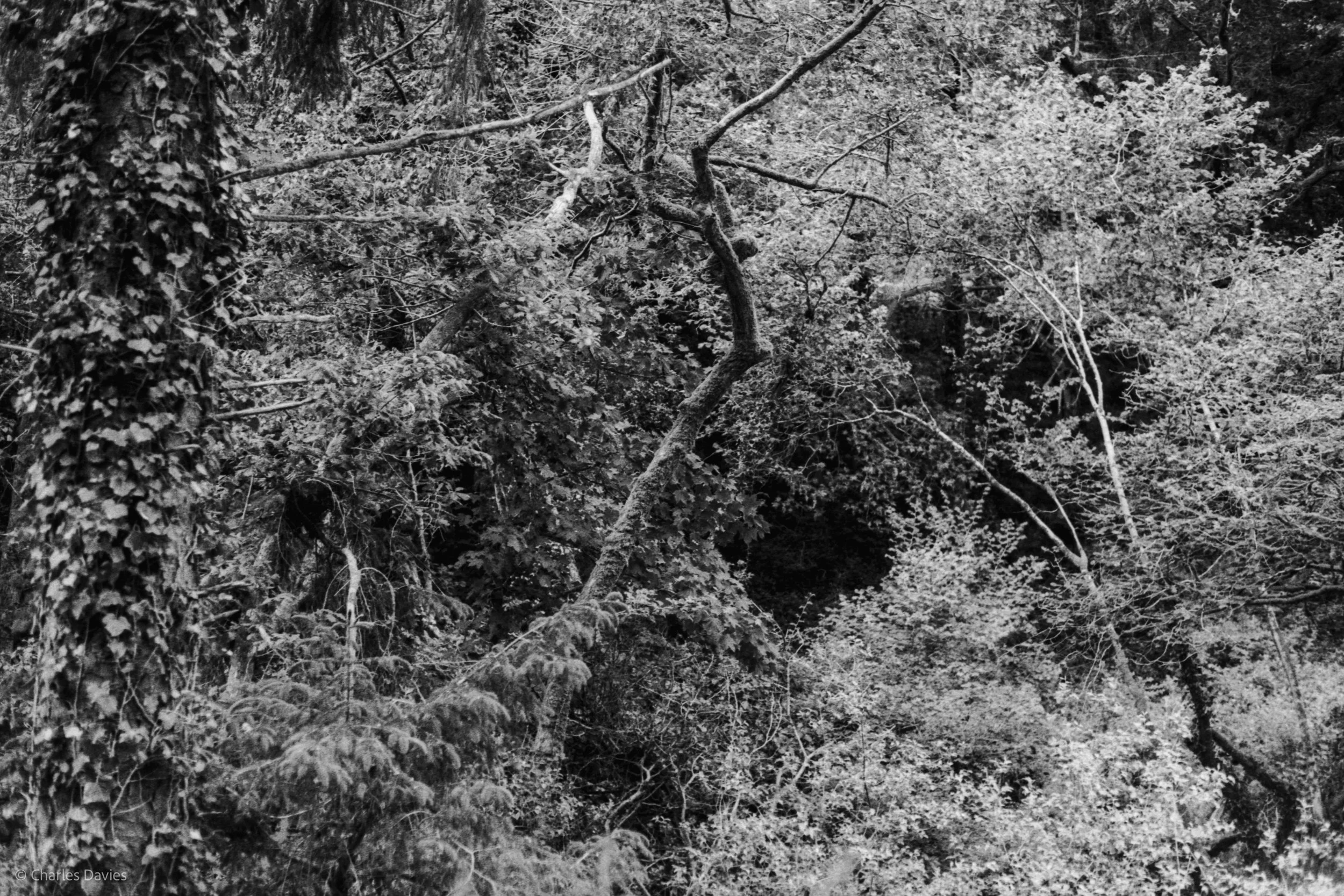 Roll 31 - 2025 - Europe - United Kingdom - Cardinham - Fomapan 400 - Contax RTS - 35mm - Film - B&W
