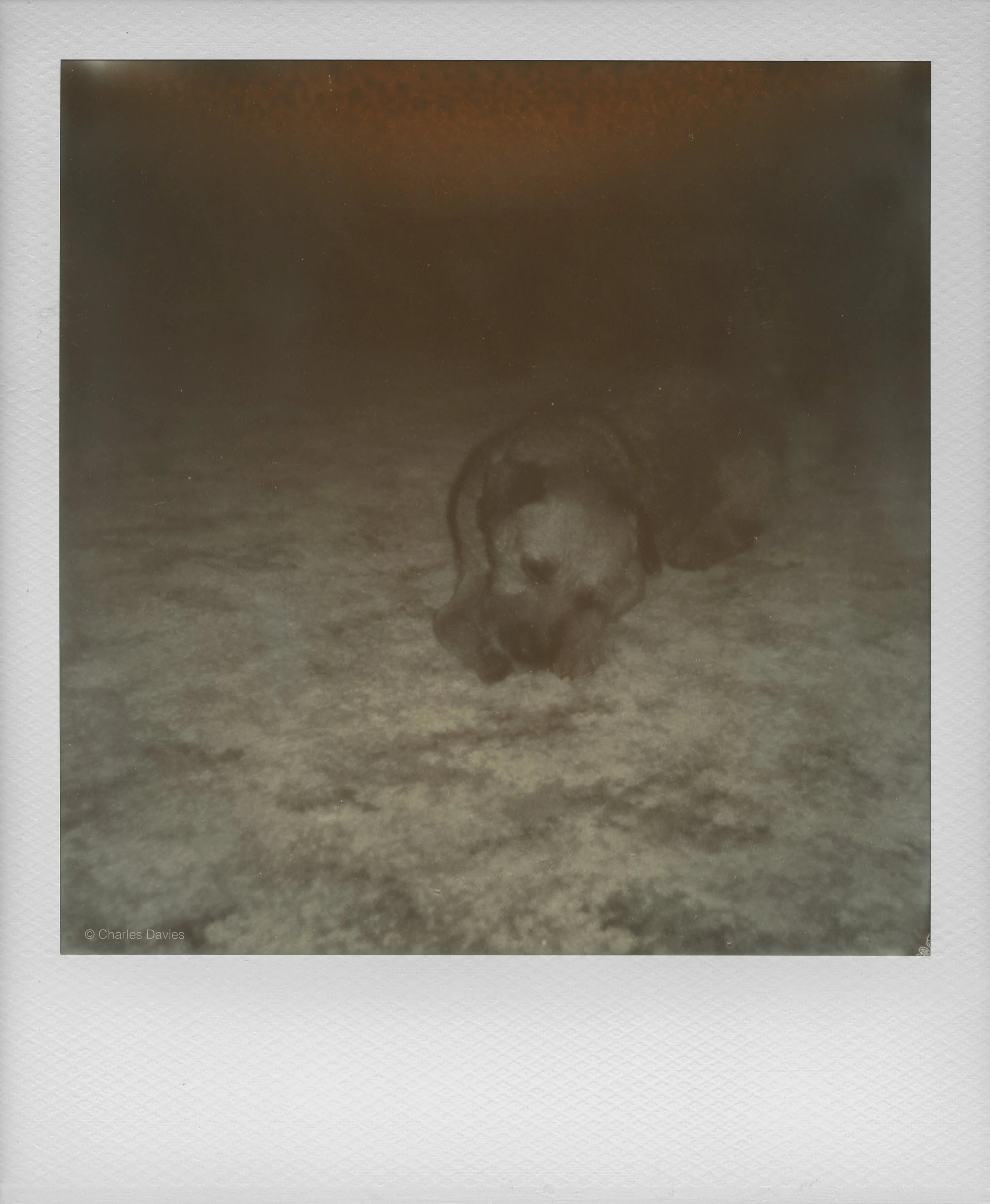 107 - 2022 - Polaroid Now (aged).jpg
