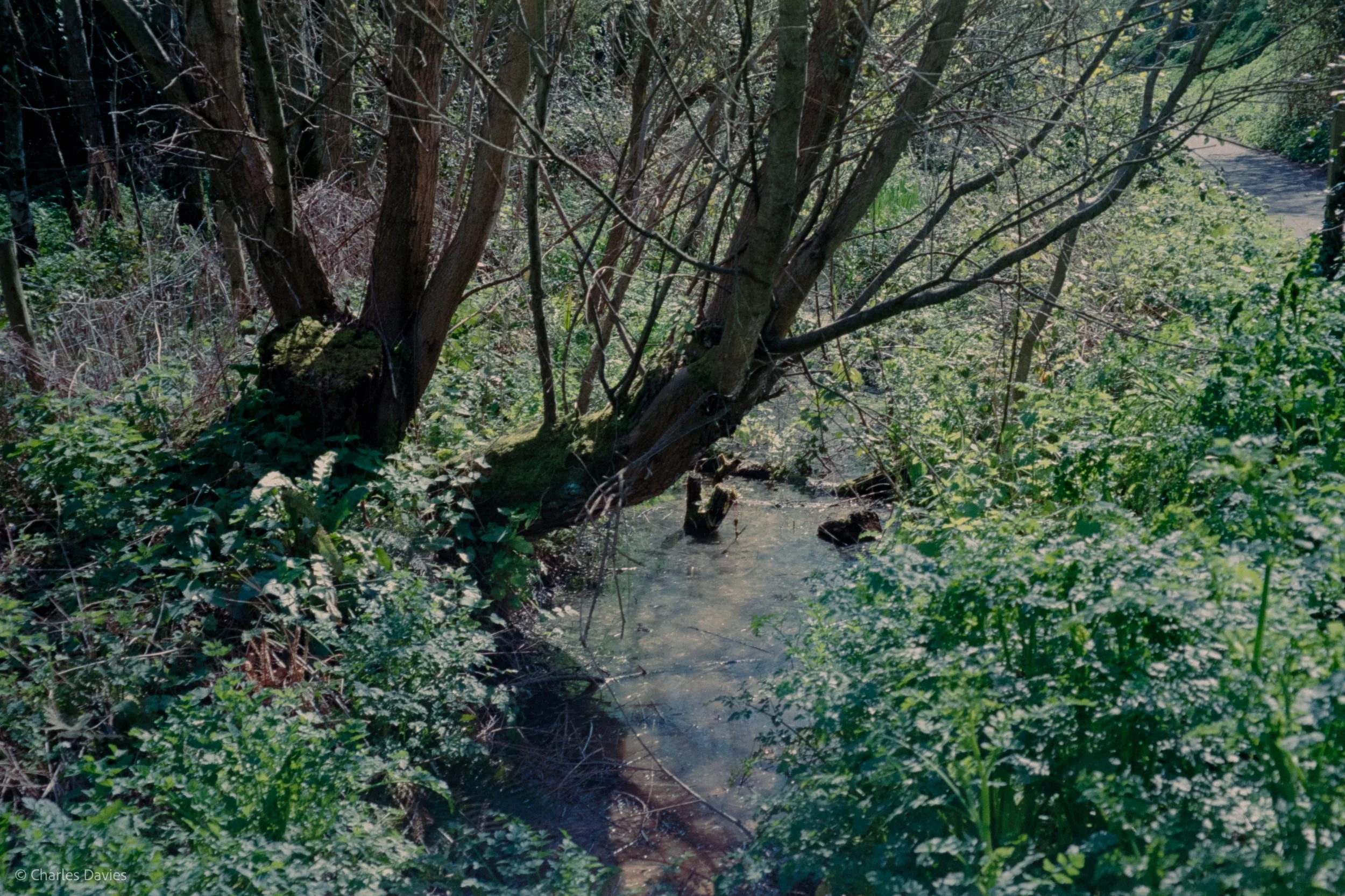 Shot 14 - Auto - Seaton Wetlands 