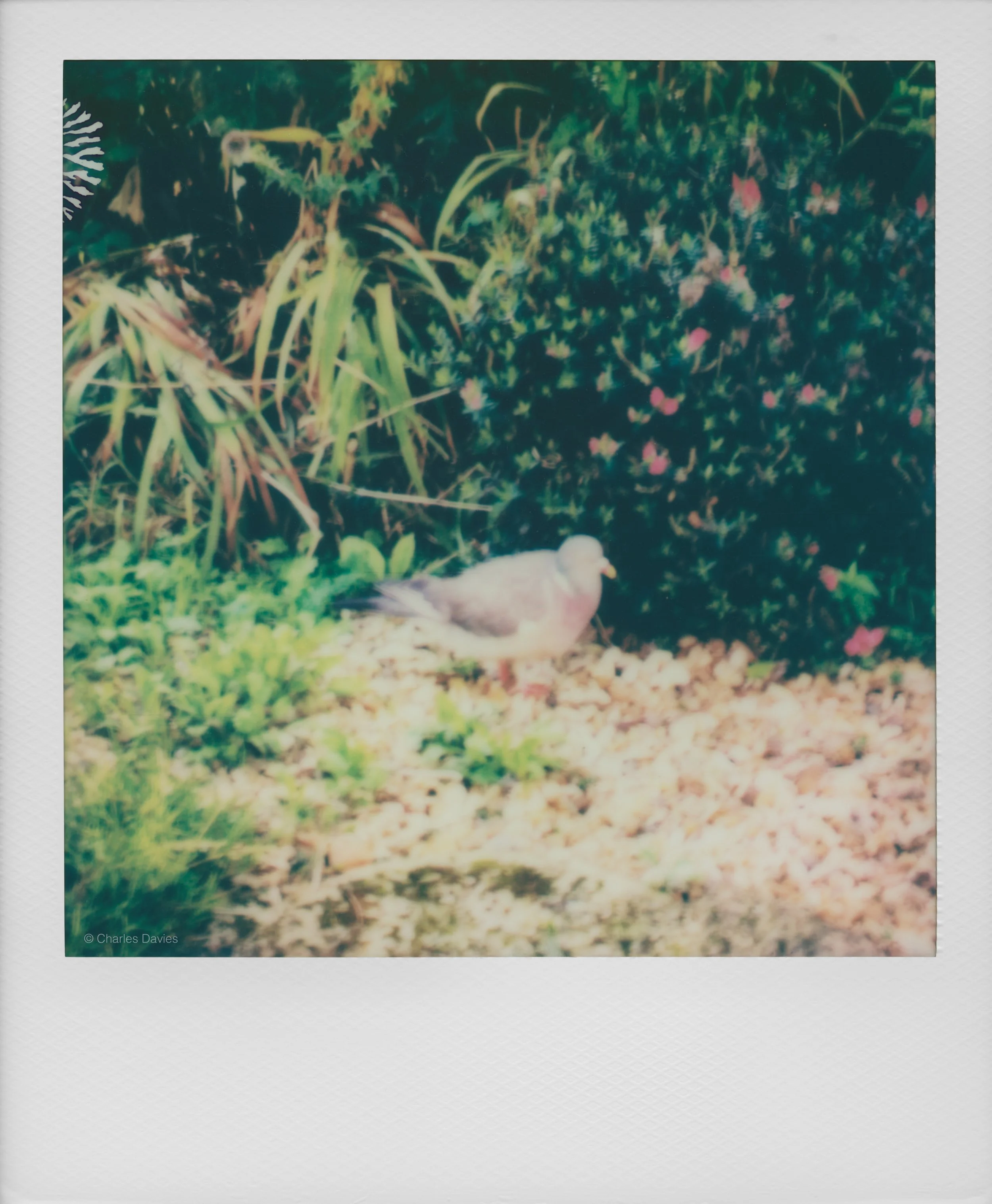 46 - 2022 - Polaroid Lab.jpg